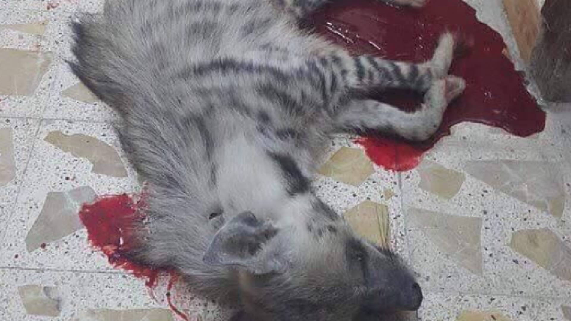 الصورة التي تداولها ناشطون