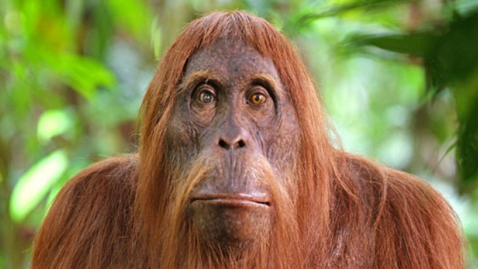 يقدر صندوق (ورلد وايلد لايف) أن بالعالم 104 آلاف و700 حيوان من فصيلة إنسان الغاب