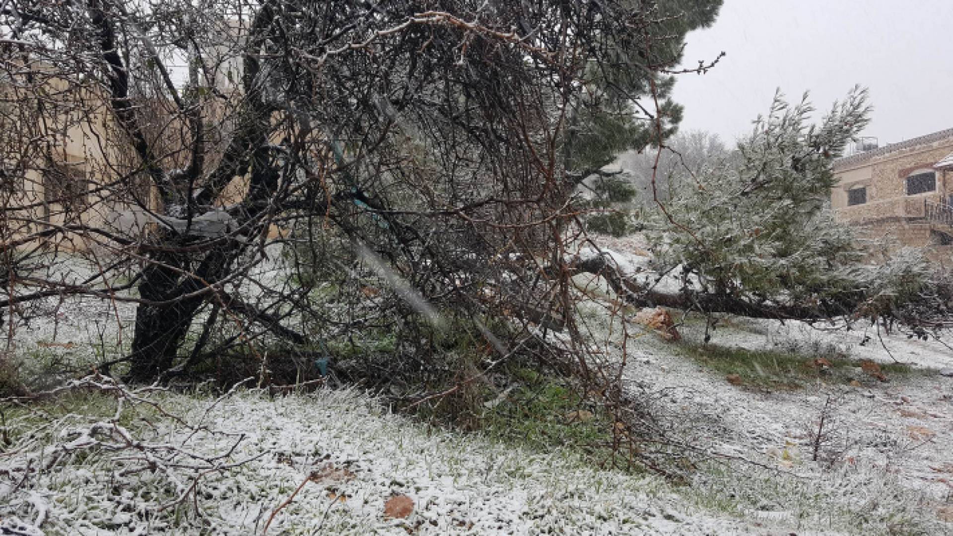تساقط الثلوج في عجلون