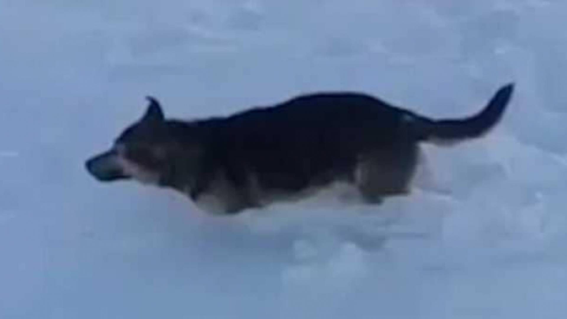 احد الحيوانات المتجمدة