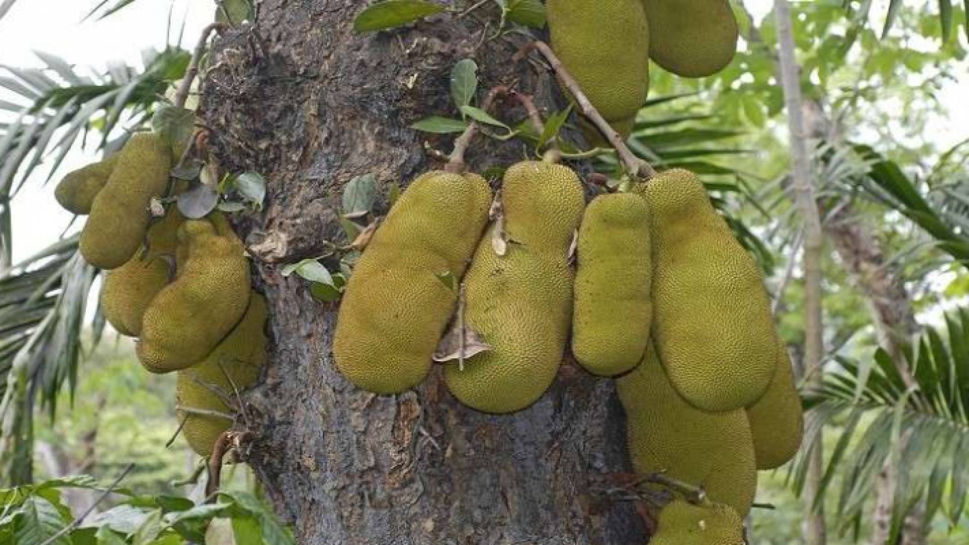 صورة الشجرة