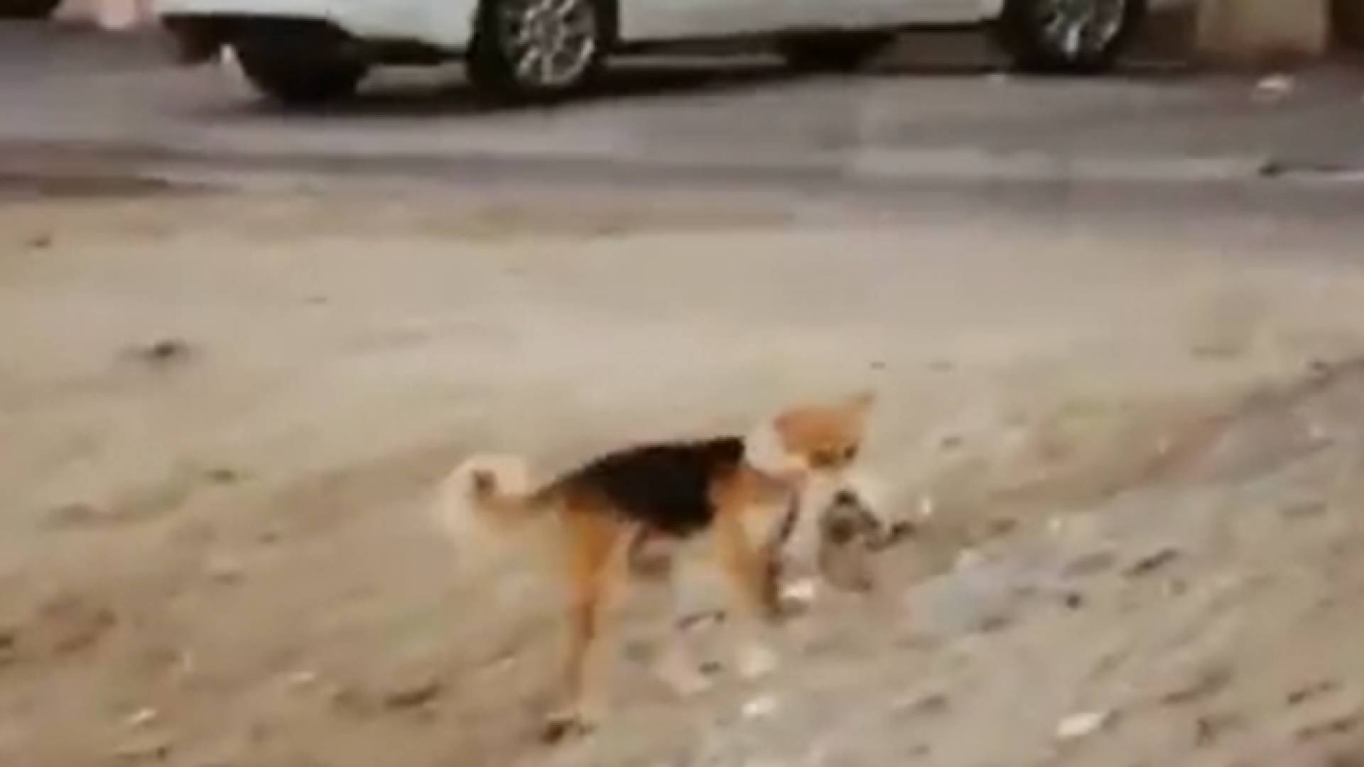 صورة من الفيديو