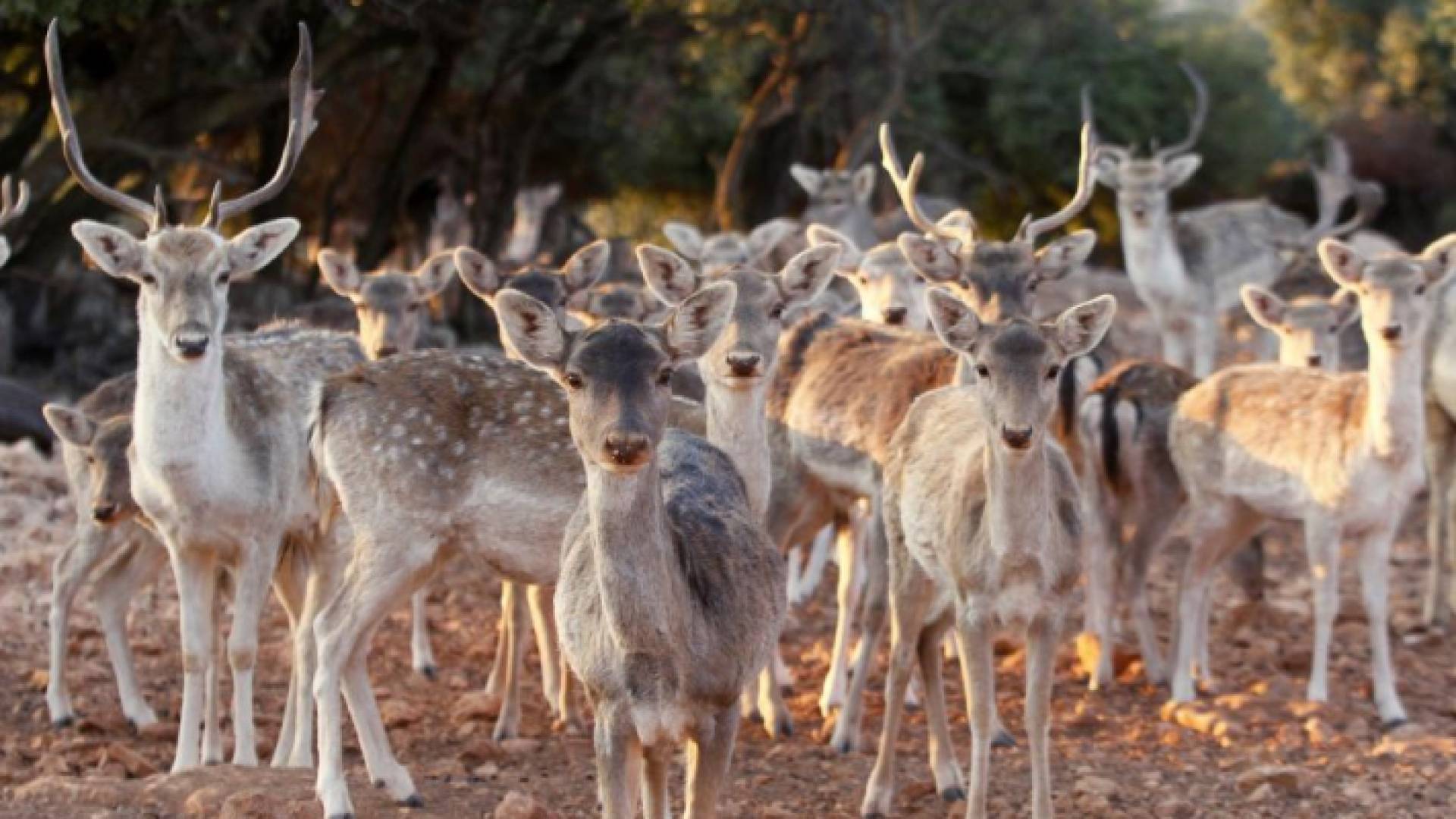 ارشيفية لغزلان في محمية دبين