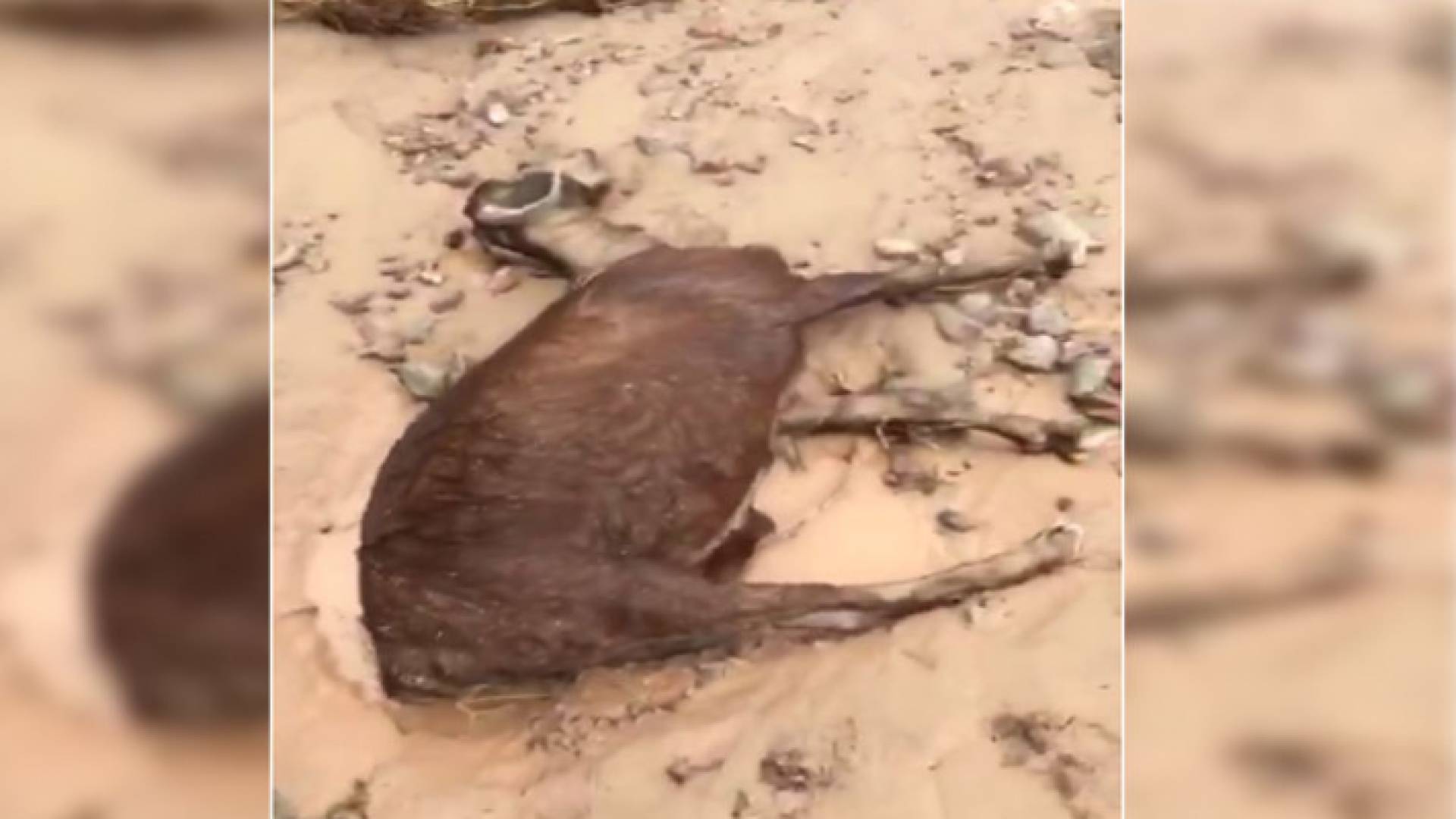 نفوق 50 رأسا من الأغنام جراء السيول في وادي عربه