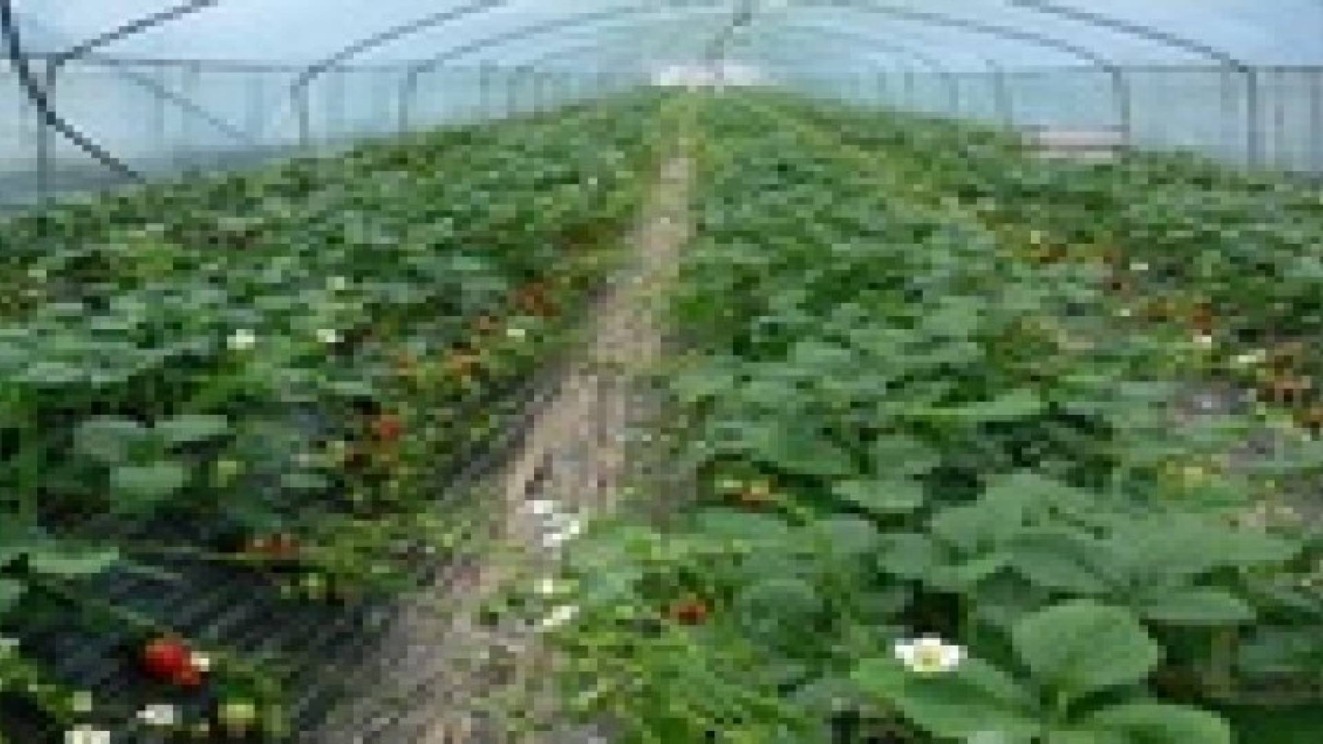800 الف دينار قروض ممنوحة لمزارعي المزار الجنوبي العام الماضي