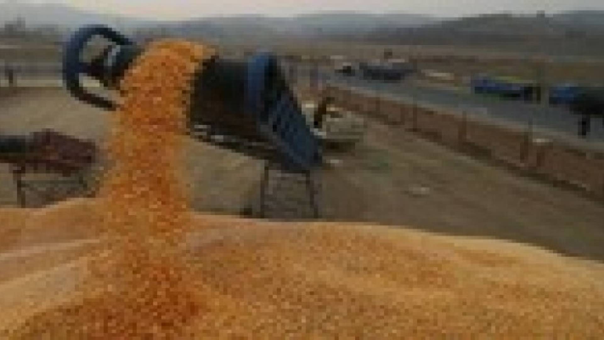 الأردن يطرح مناقصة لشراء 100 ألف من القمح ومثلها من الشعير