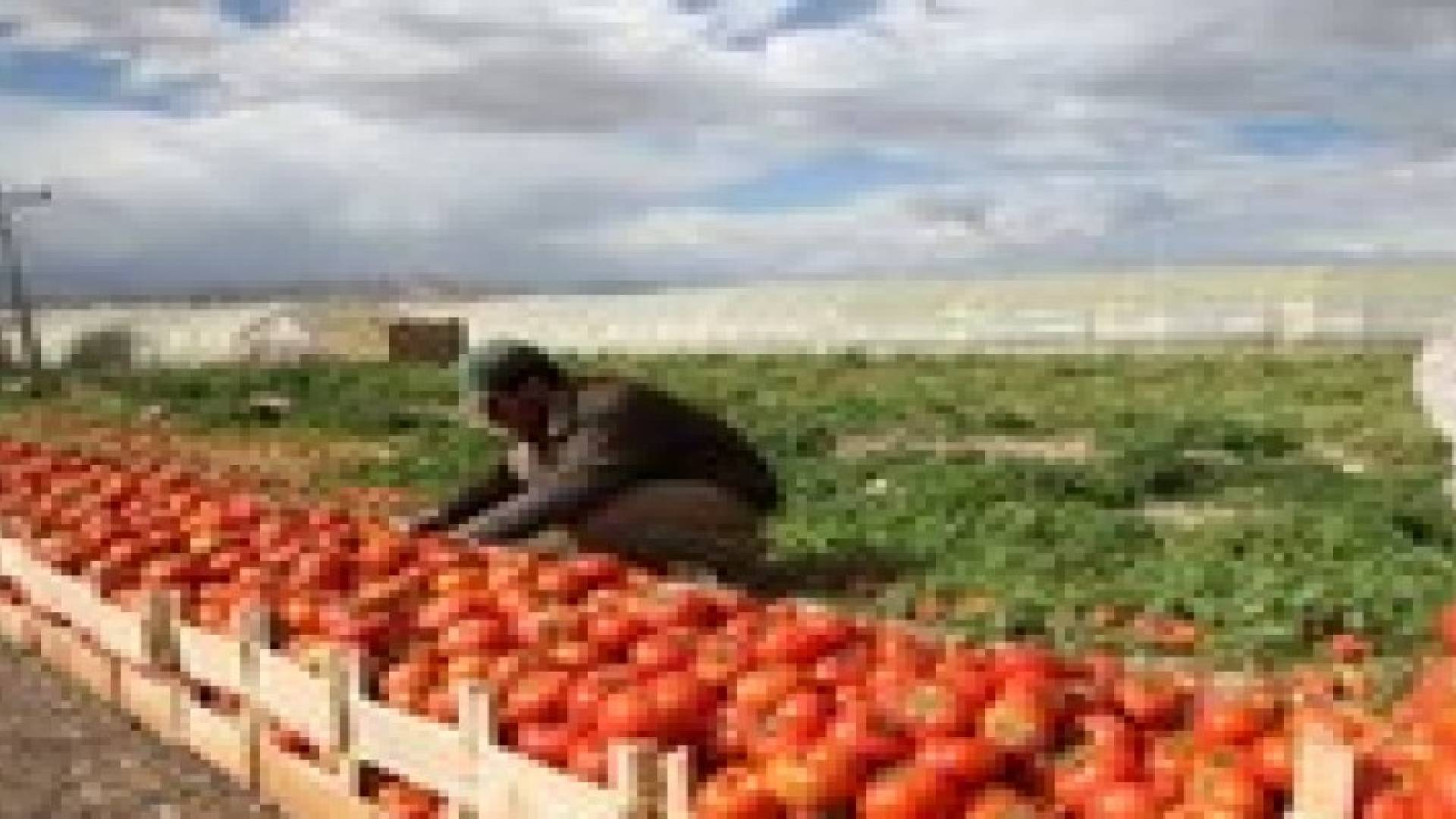 لبنان يسمح باستيراد خضار من الاردن