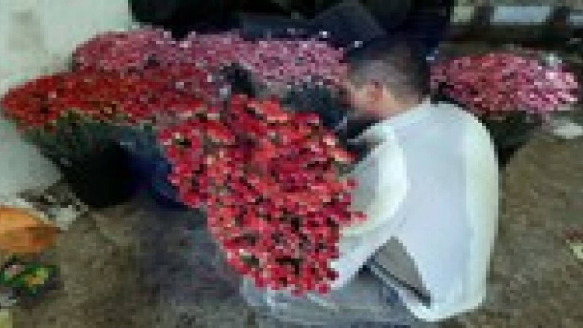 "فالنتين أوروبا" يتلون بورود غزة المحاصرة "صور"