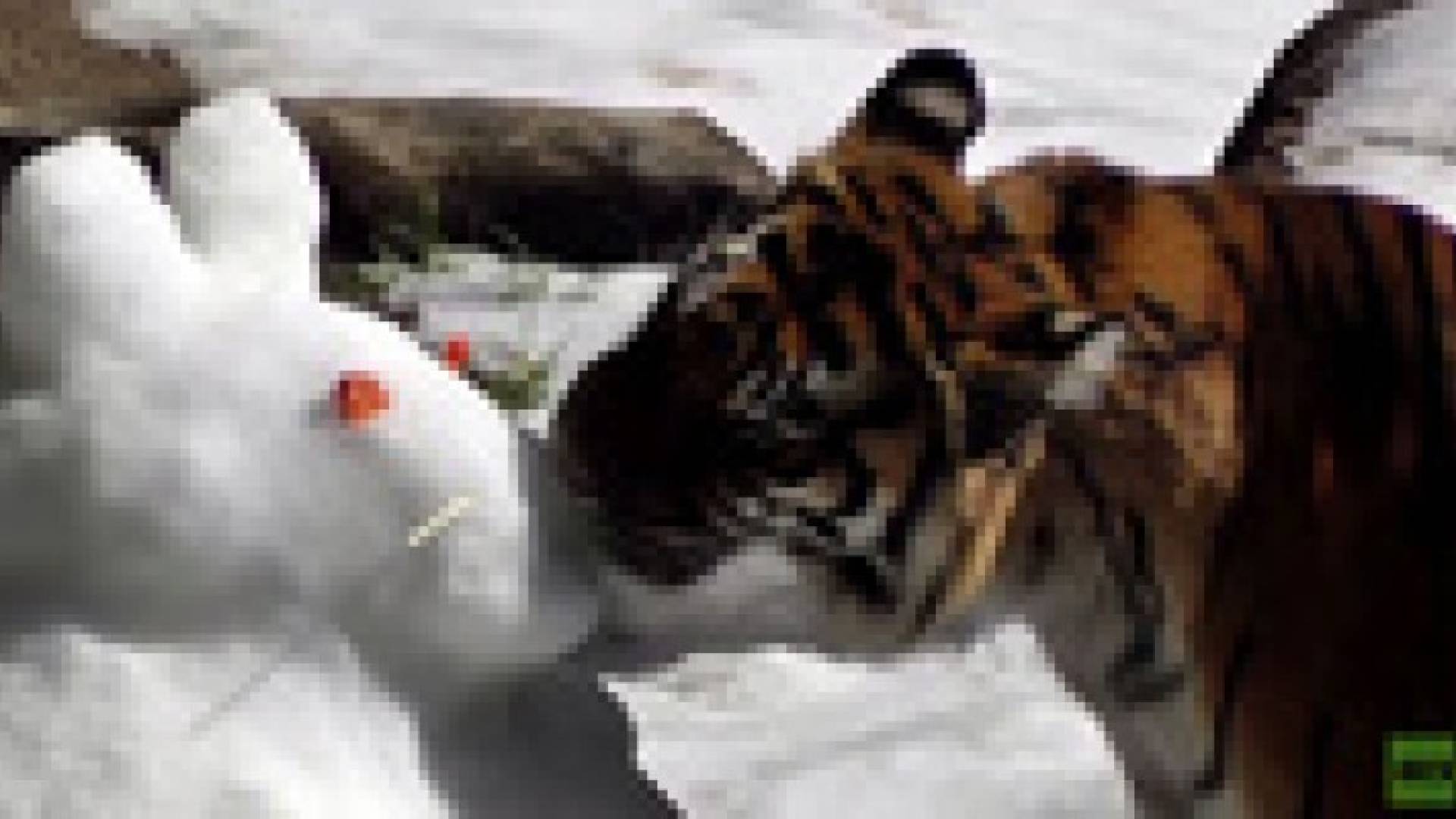 بالفيديو.. الثلج يسعد الحيوانات