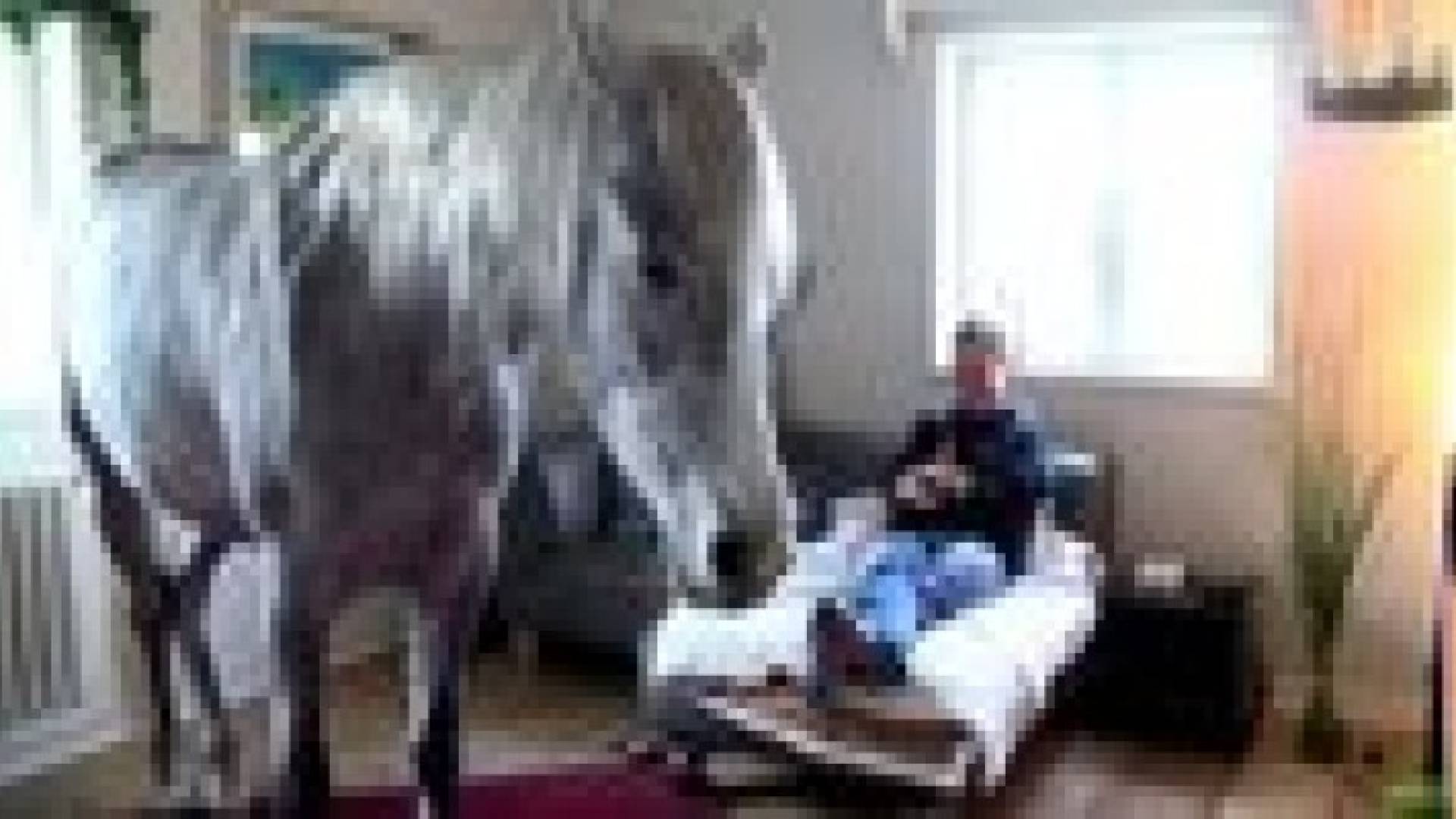 بالفيديو.. حصان عربي يعيش في منزل صاحبته