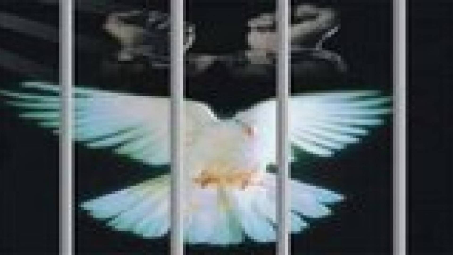 المطالبة بابراز معاناة الاسيرات في سجون الاحتلال بيوم المرأة العالمي