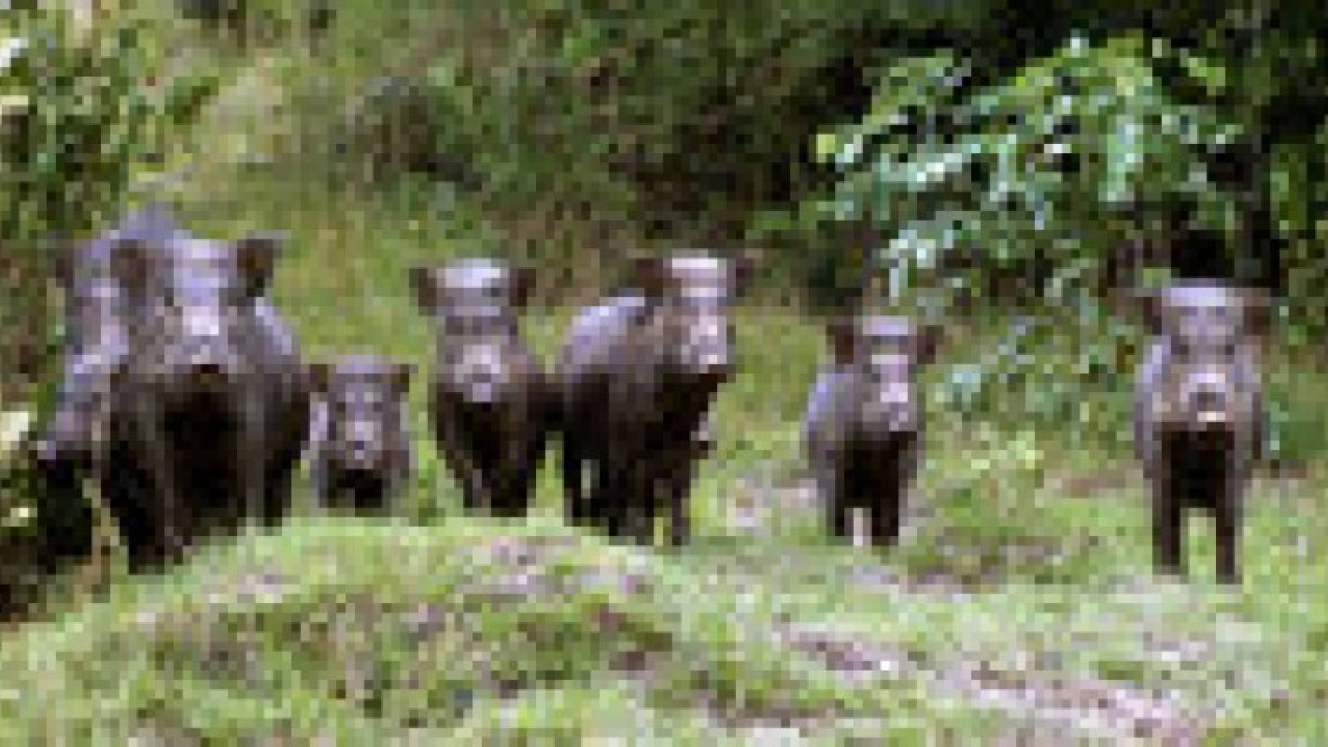 الخنازير البرية تهاجم المحاصيل الزراعية في وادي الأردن