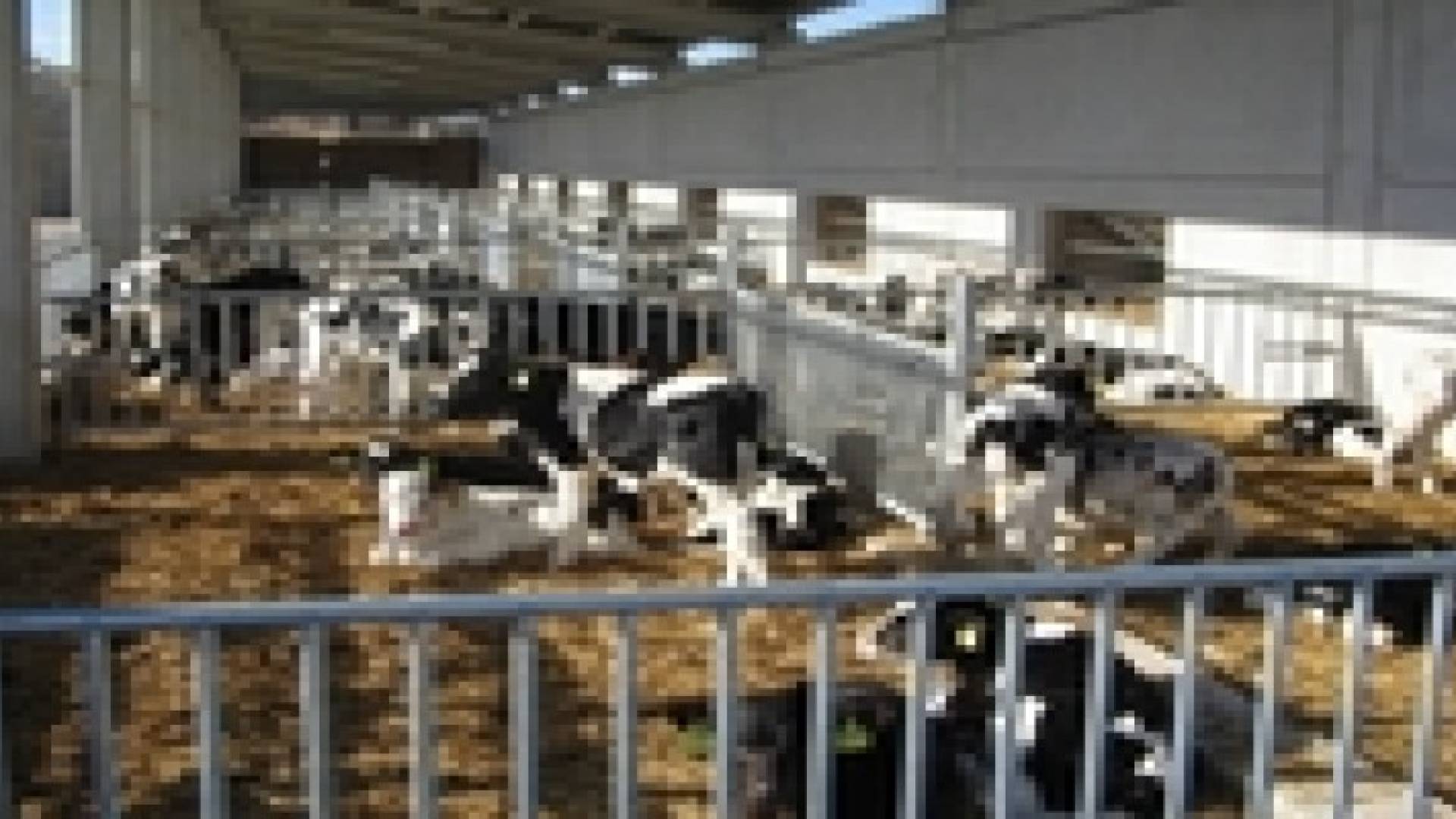 ديوان المحاسبة: الزراعة سمحت باستيراد أغنام وعجول مريضة