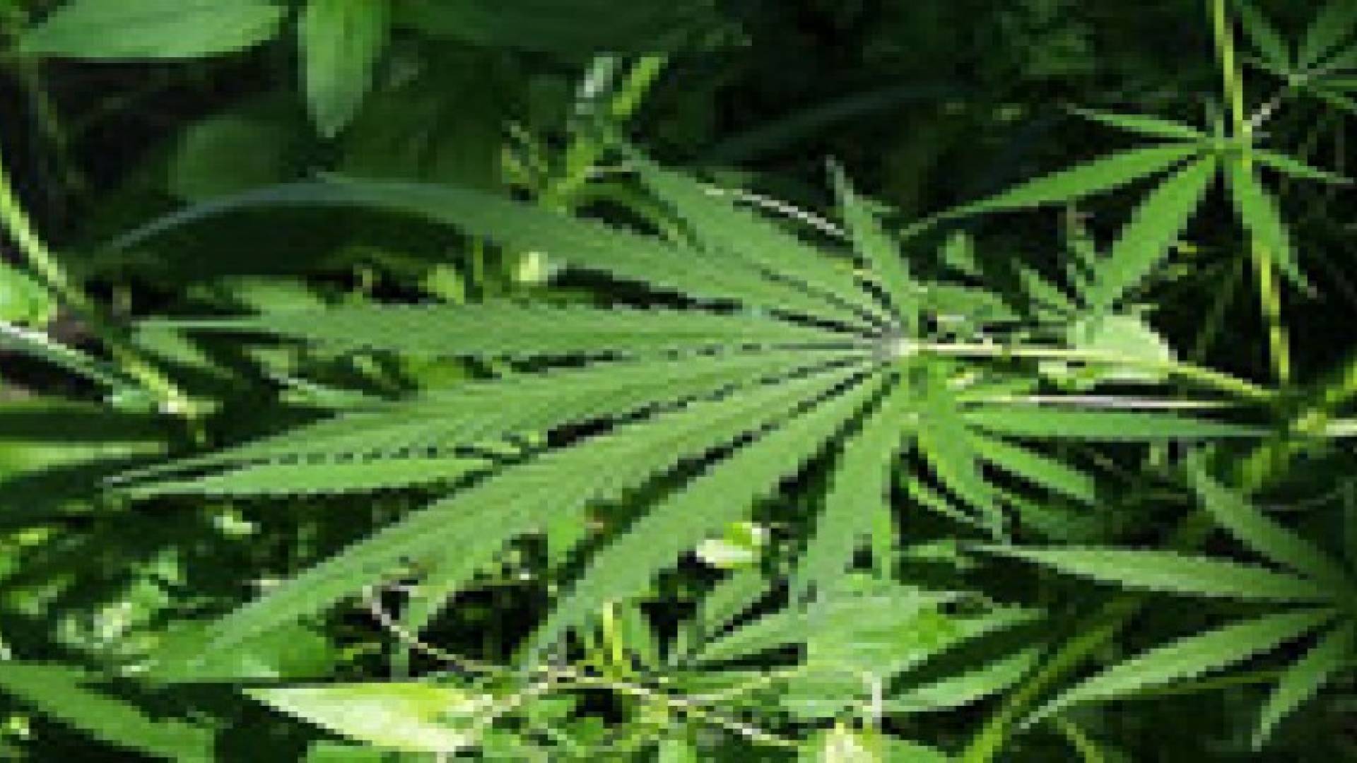 الاجهزة الامنية تضبط شخص تورط بزراعة الماريجوانا