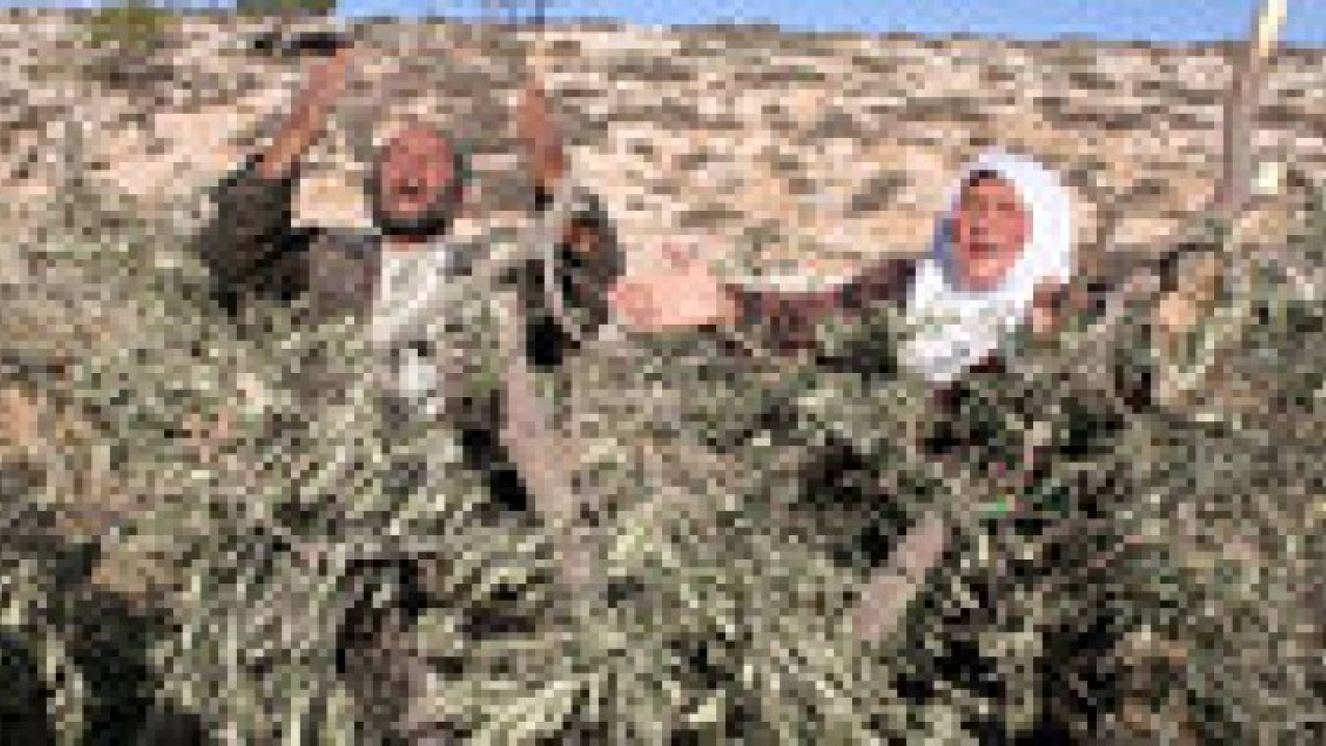 الاحتلال يشن حملة اعتقالات وتجريف مزارع واقتلاع اشجار بالضفة الغربية