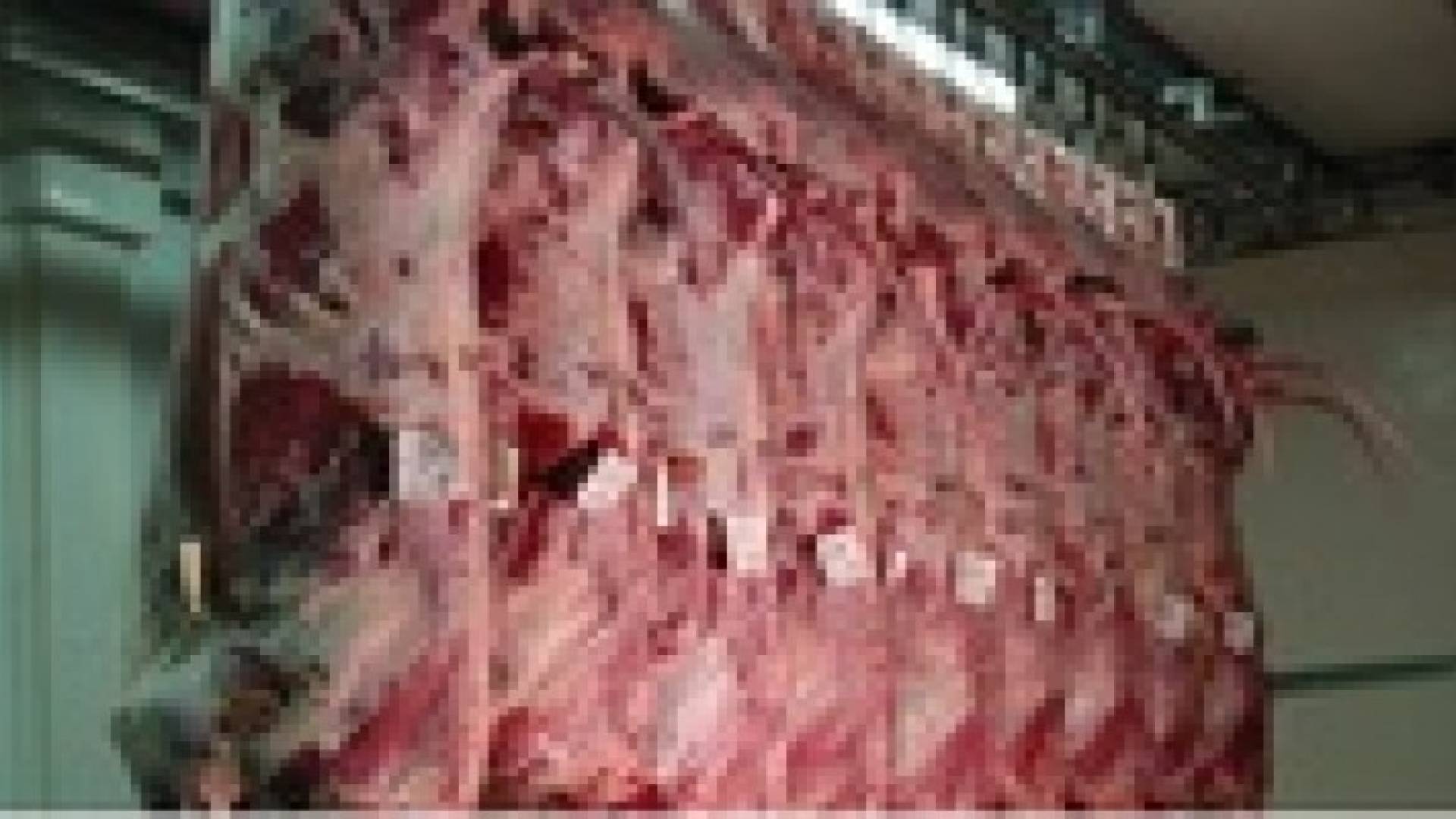 شكاوي من انتشار " الملاحم" على طريق عمان - اربد