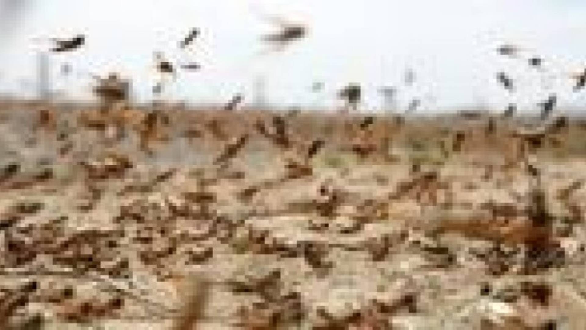 الزارعة :انتشار وتطاير الجنادب  طبيعي وغير مقلق