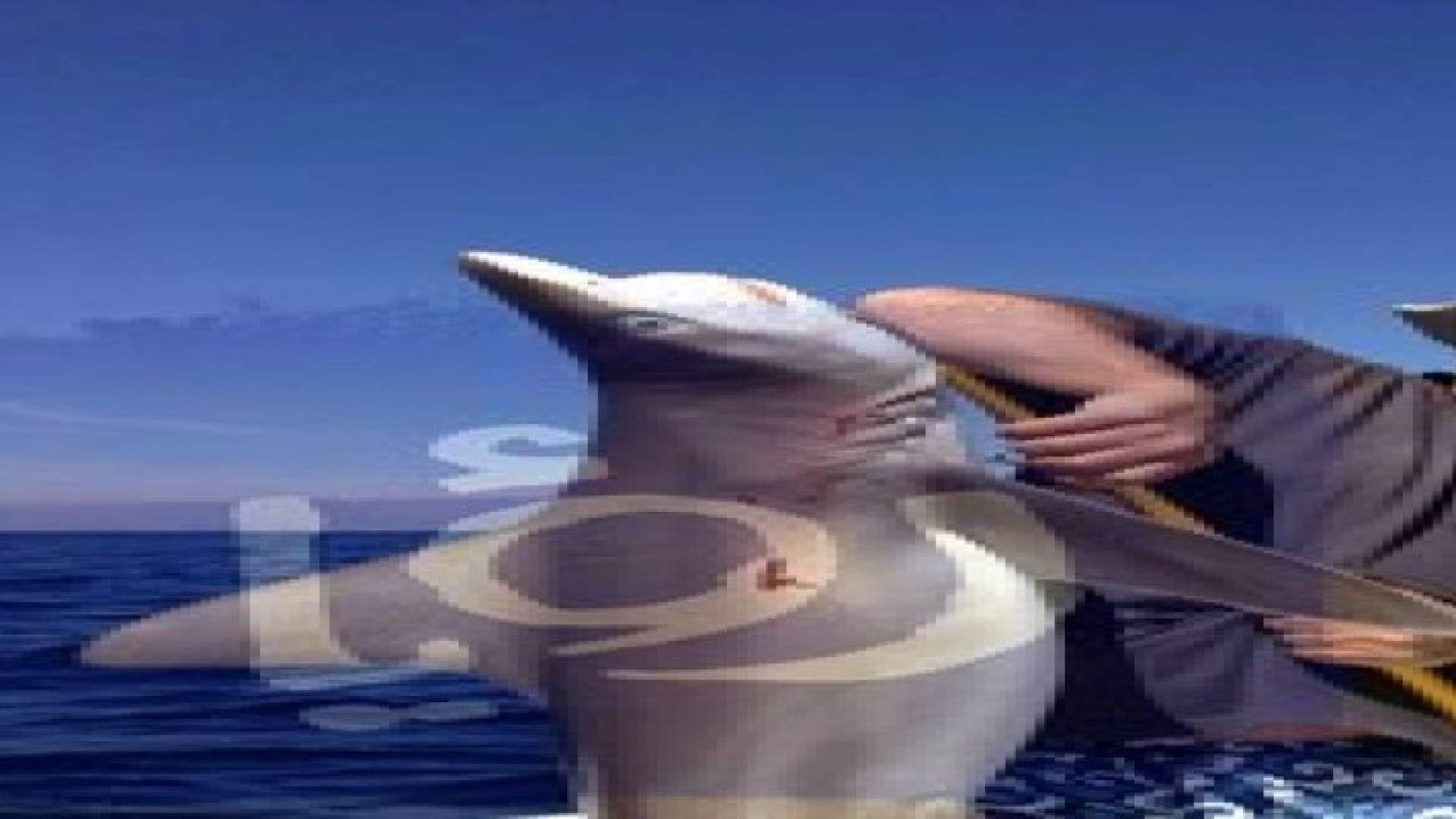 اصطياد سمكة قرش قبالة شواطىء العقبة