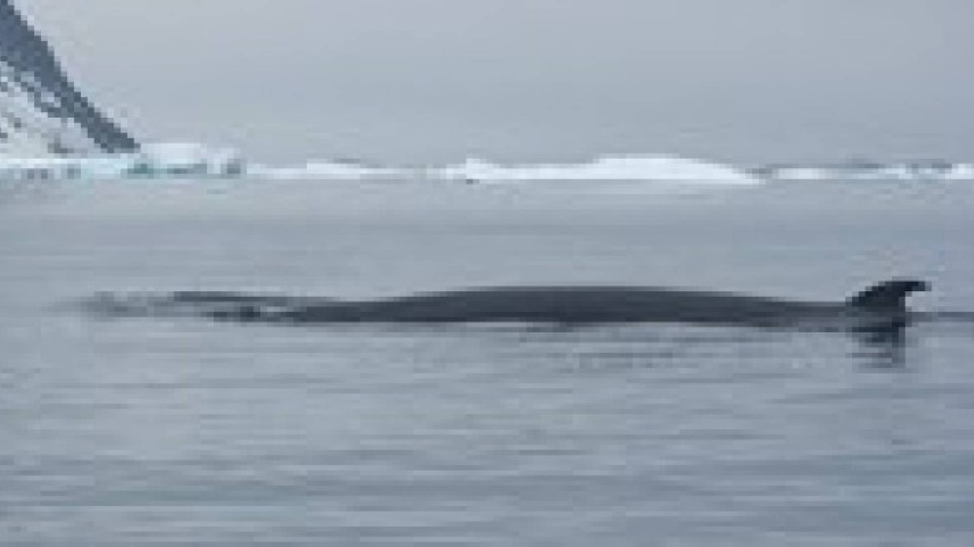 علماء يكتشفون لغز الصوت الغامض في منطقة القطب الجنوبي