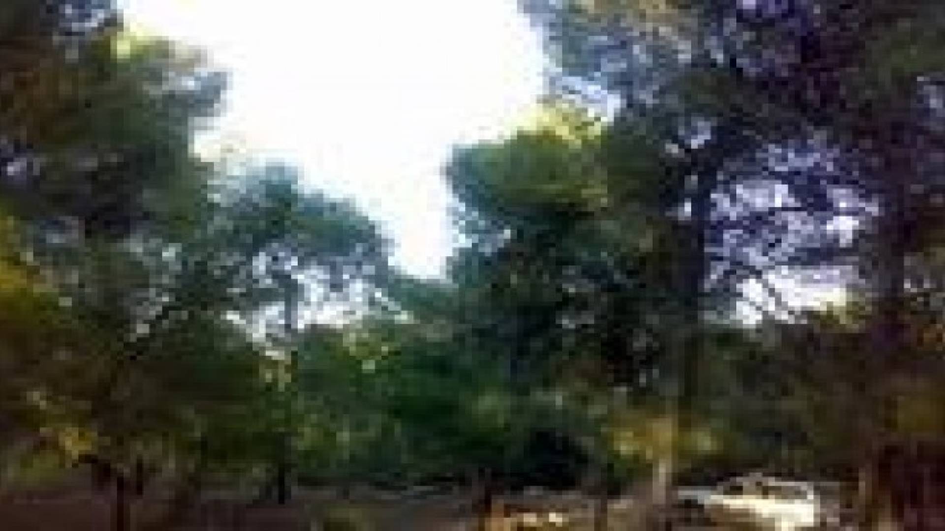 حريق ياتي على 15 دونما من احراش دبين