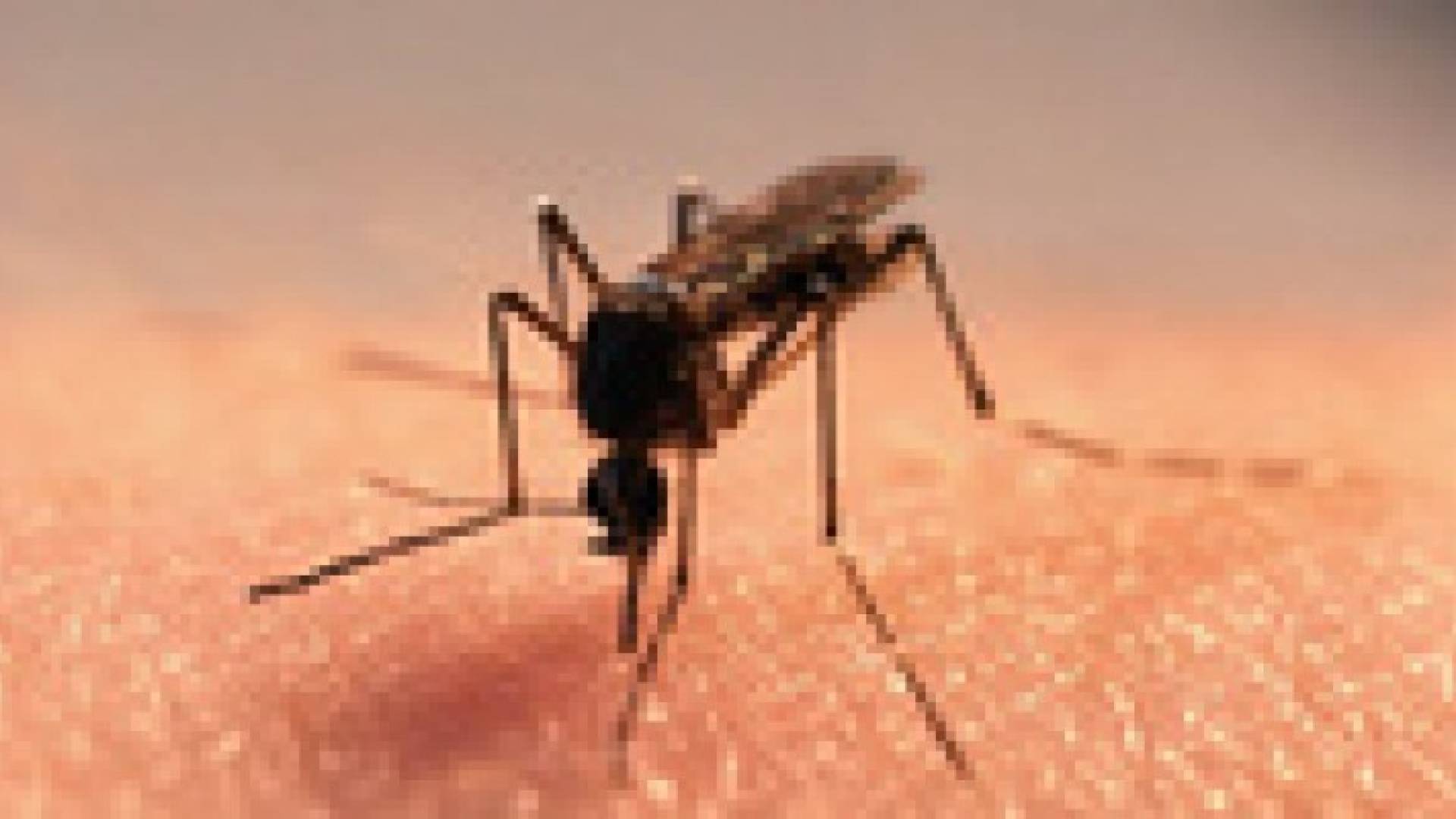 دراسة : البعوض والحلزون سيقضيان على البشرية!!