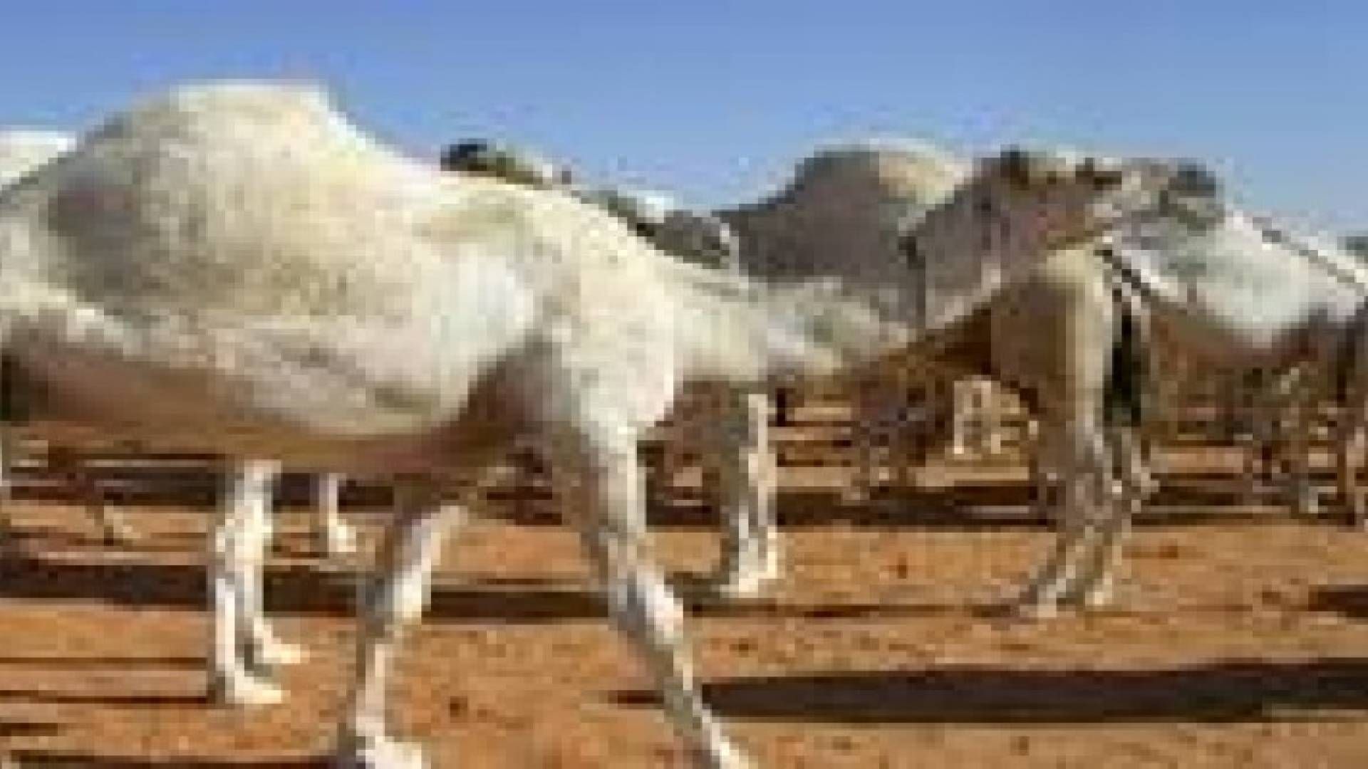 "الصحة" تحجر على "إبل" تحمل فيروس كورونا في "البادية"