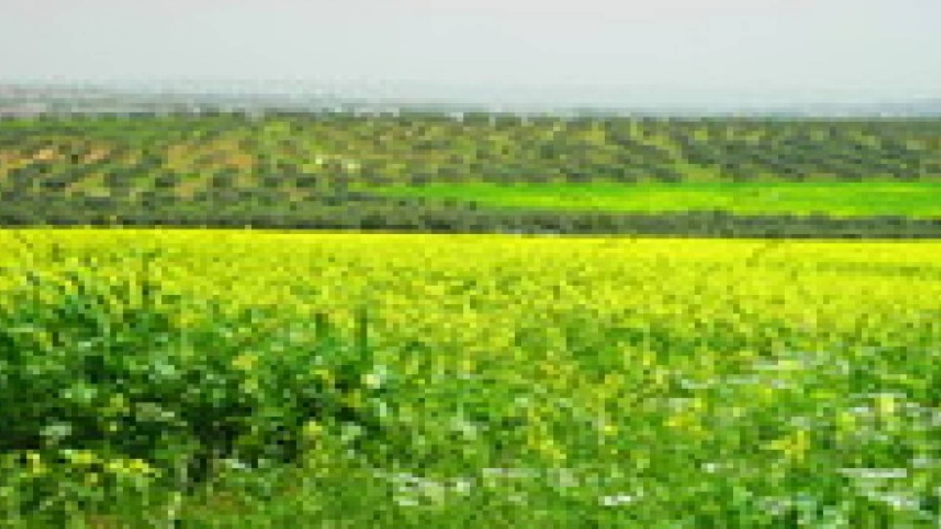 الإثنين :  أجواء ربيعية نهارا وباردة نسبيا ليلا