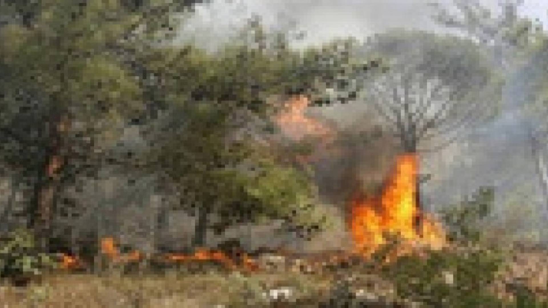 دعوة لازالة الاعشاب الجافة في الأغوار تلافيا للحرائق من الجانب الاسرائيلي
