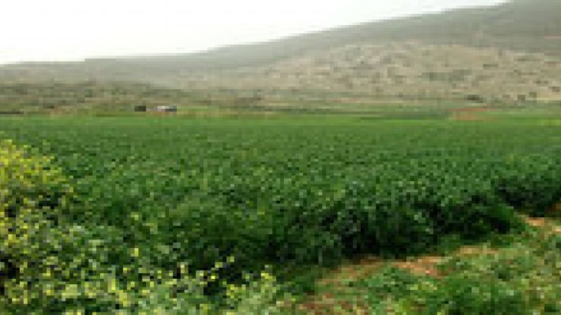 الإحصاءات تبحث نتائج المسوح الزراعية الأولية لعام 2013