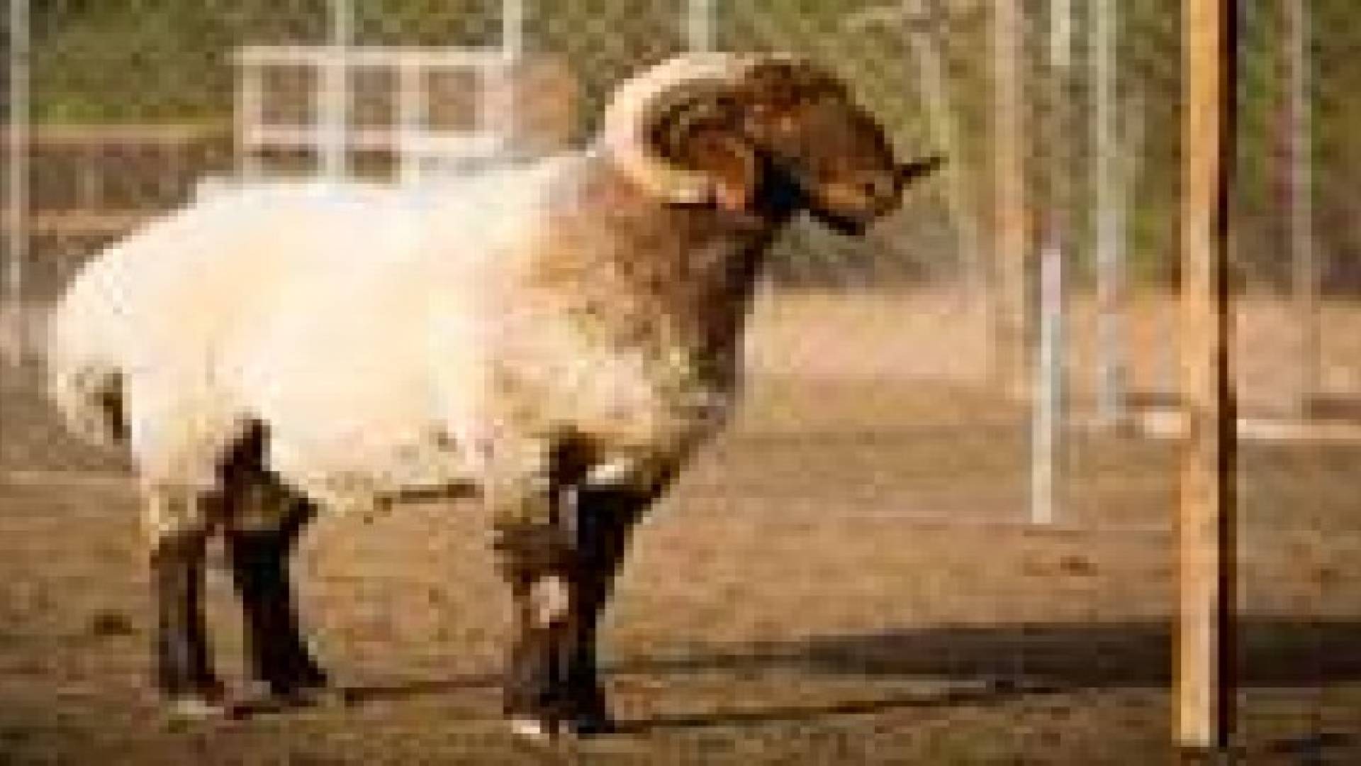 442 الف راس من الخراف البلدية متوفرة في رمضان