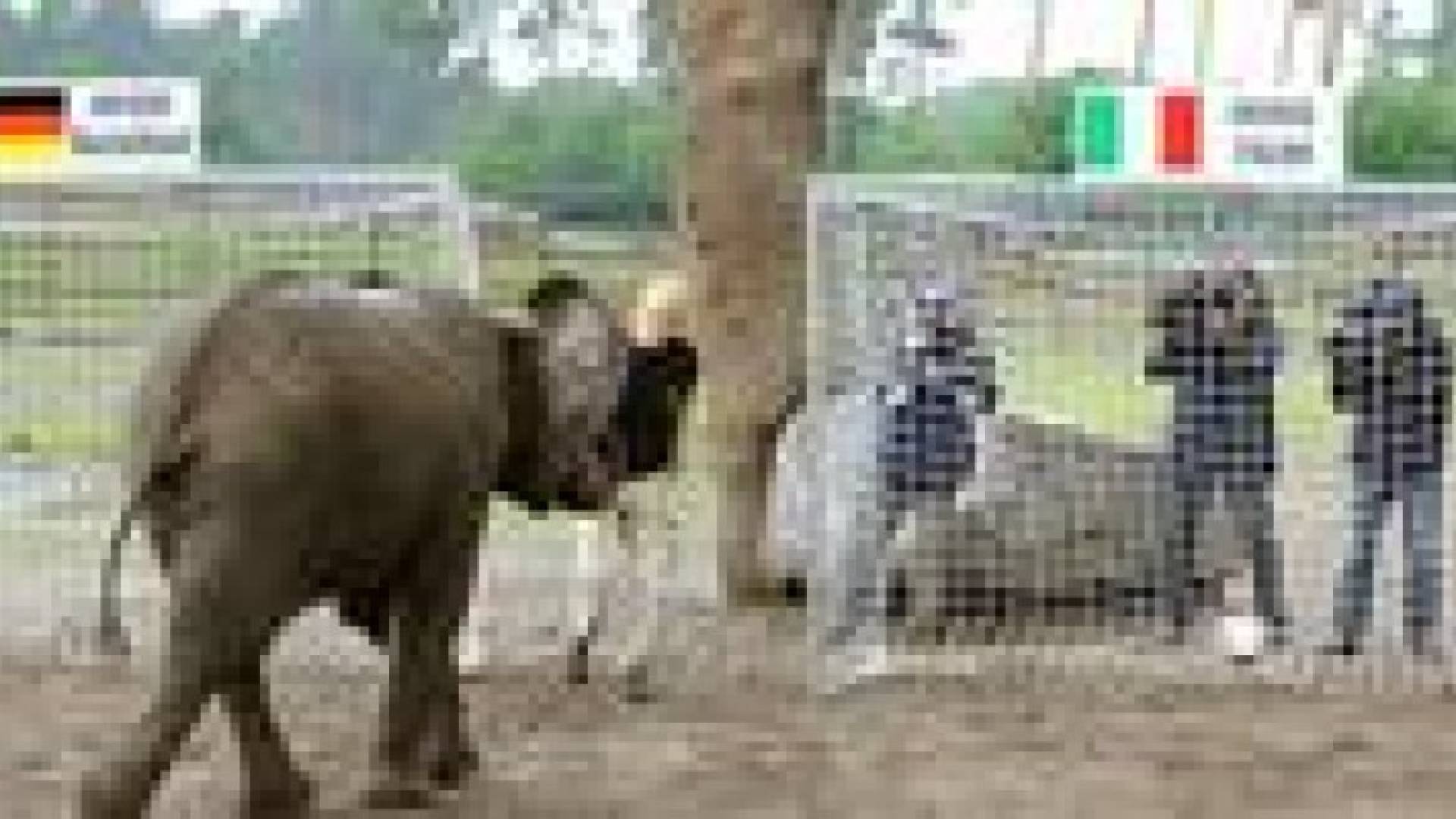 "نيلي" تتوقع تأهل ألمانيا بالمونديال