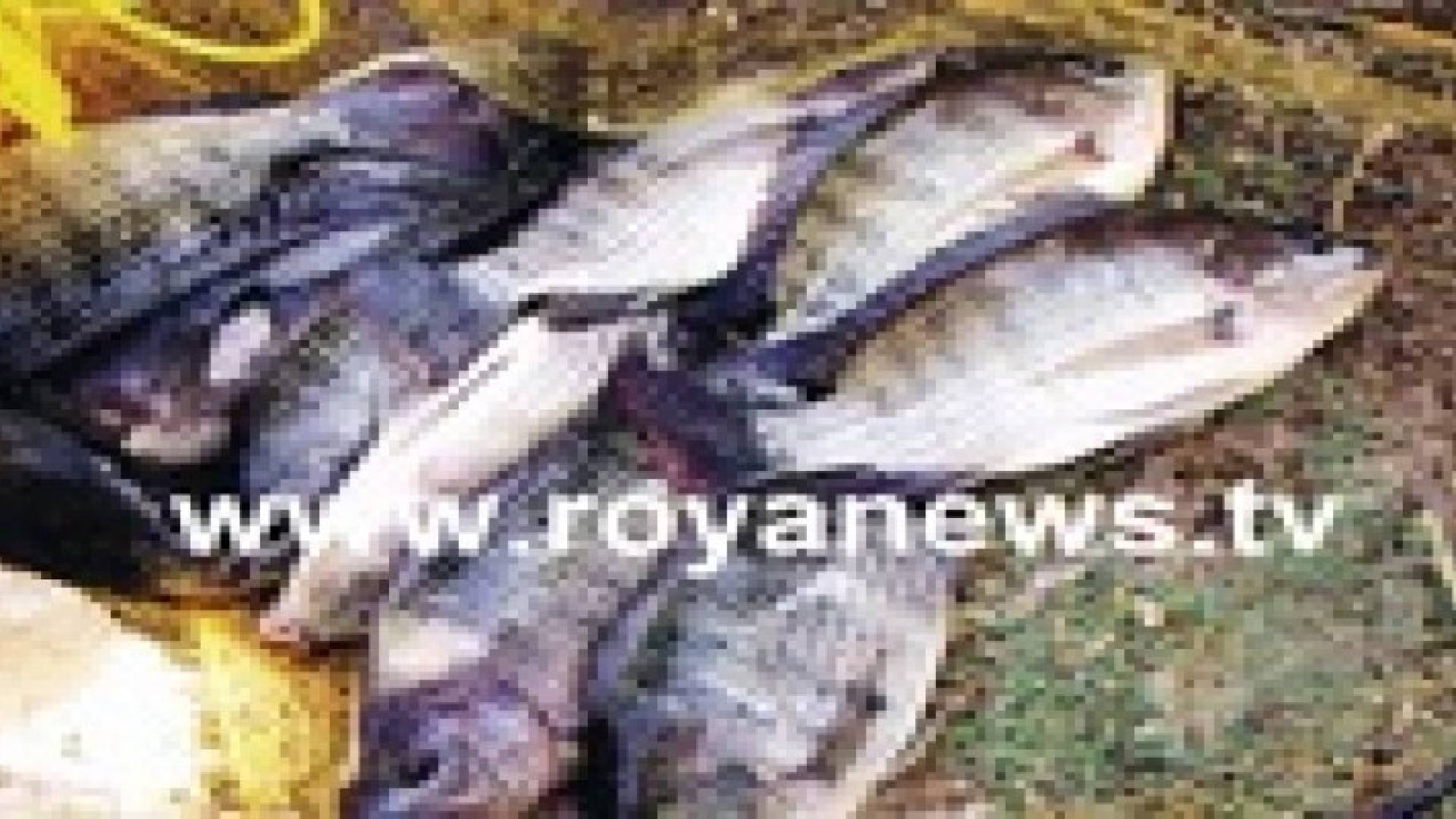افتتاح مشاريع سمكية وزراعية في غور الصافي .. صور