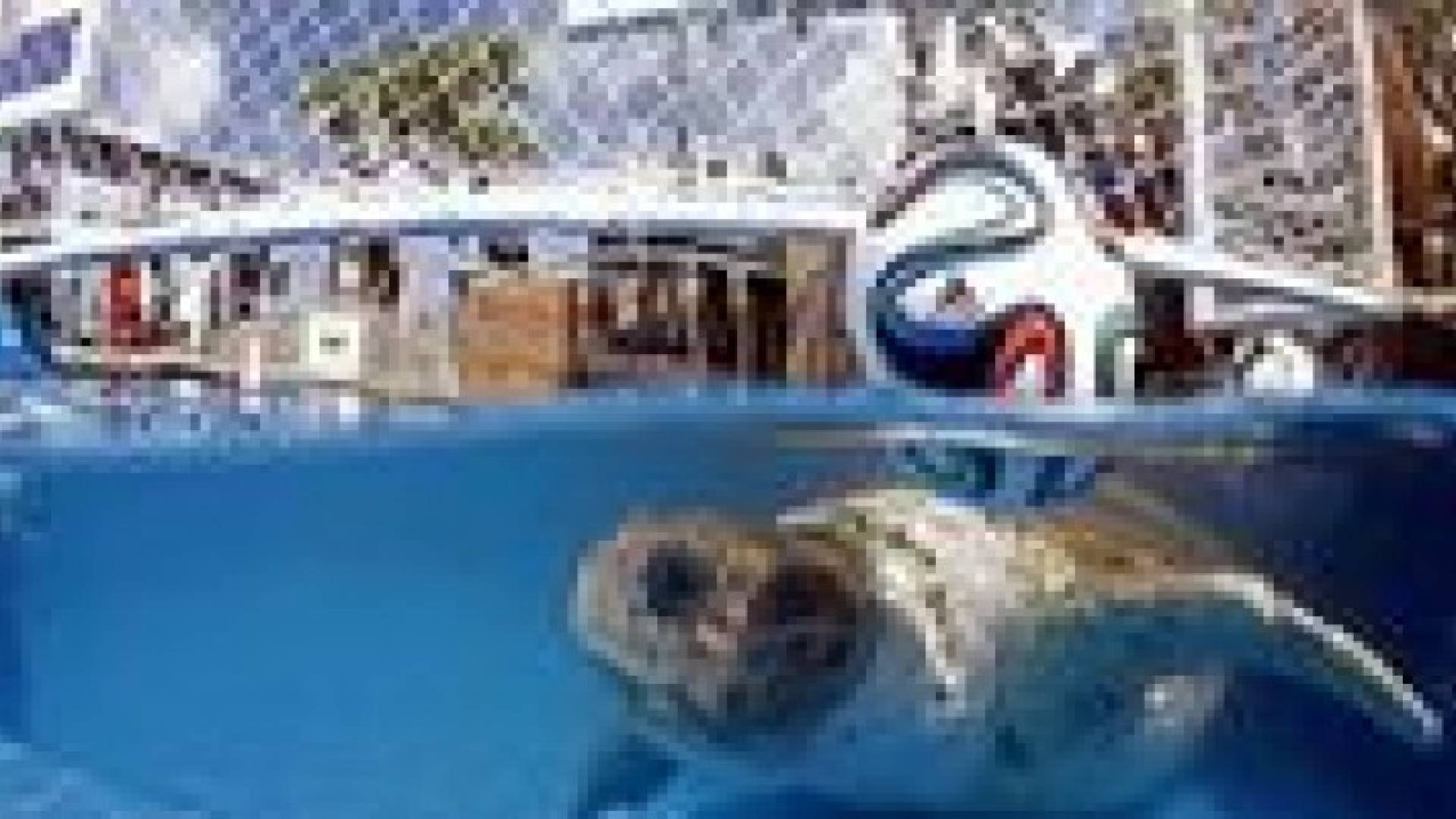 سلحفاة بحرية تتوقع فوز البرازيل على كرواتيا في افتتاح المونديال .. فيديو