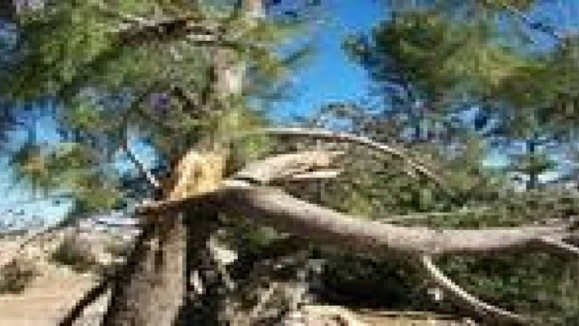 وزارة الزراعة تنظم حملة لازالة الاشجار المتكسرة