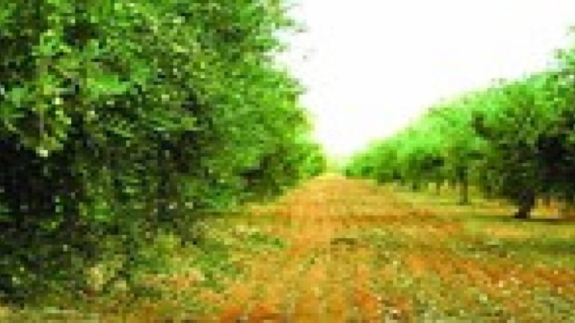 الزراعة تنصح مزارعي الزيتون باستخدام الري التكميلي