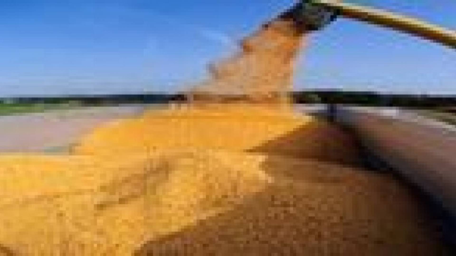 الحكومة ترفع سعر طن القمح إلى 450 دينارا