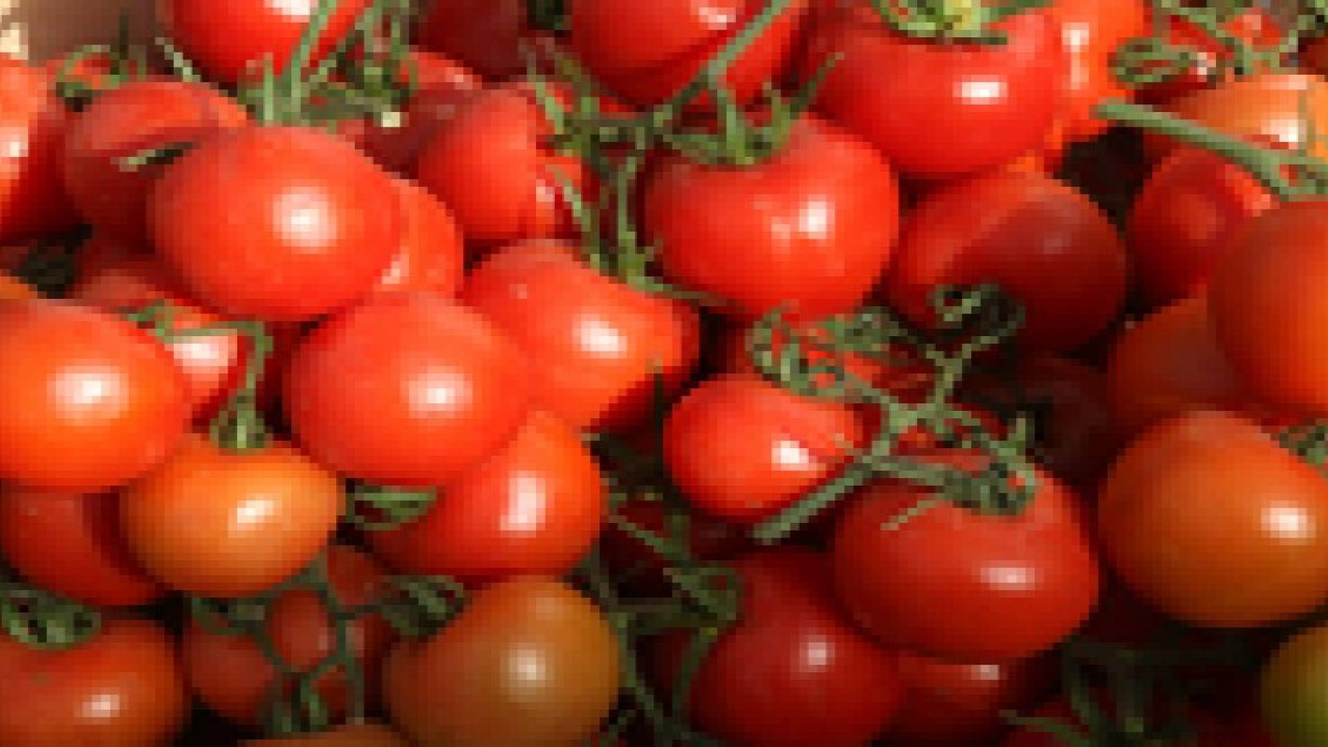 انخفاض اسعار البندورة ادى الى نقص توريدها للسوق