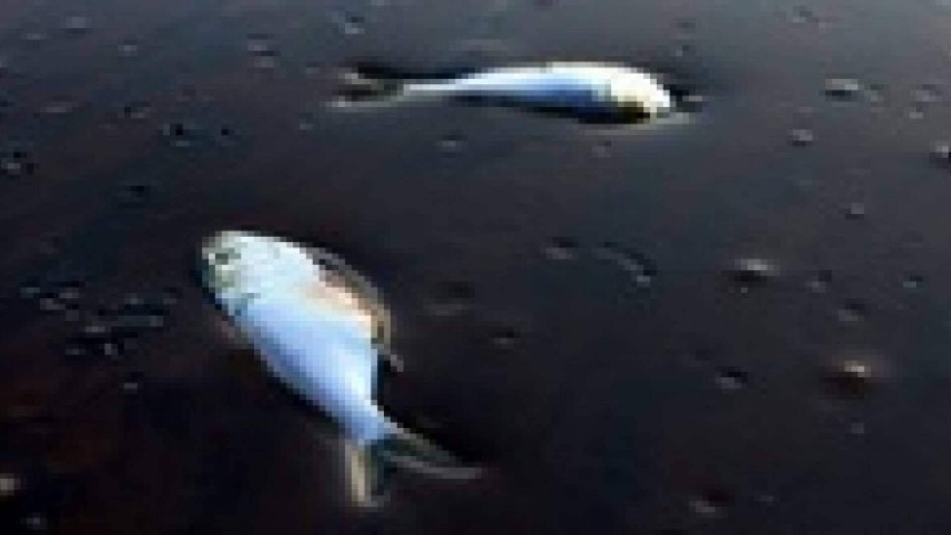 السيطرة على تسرب نفطي محدود في خليج العقبة