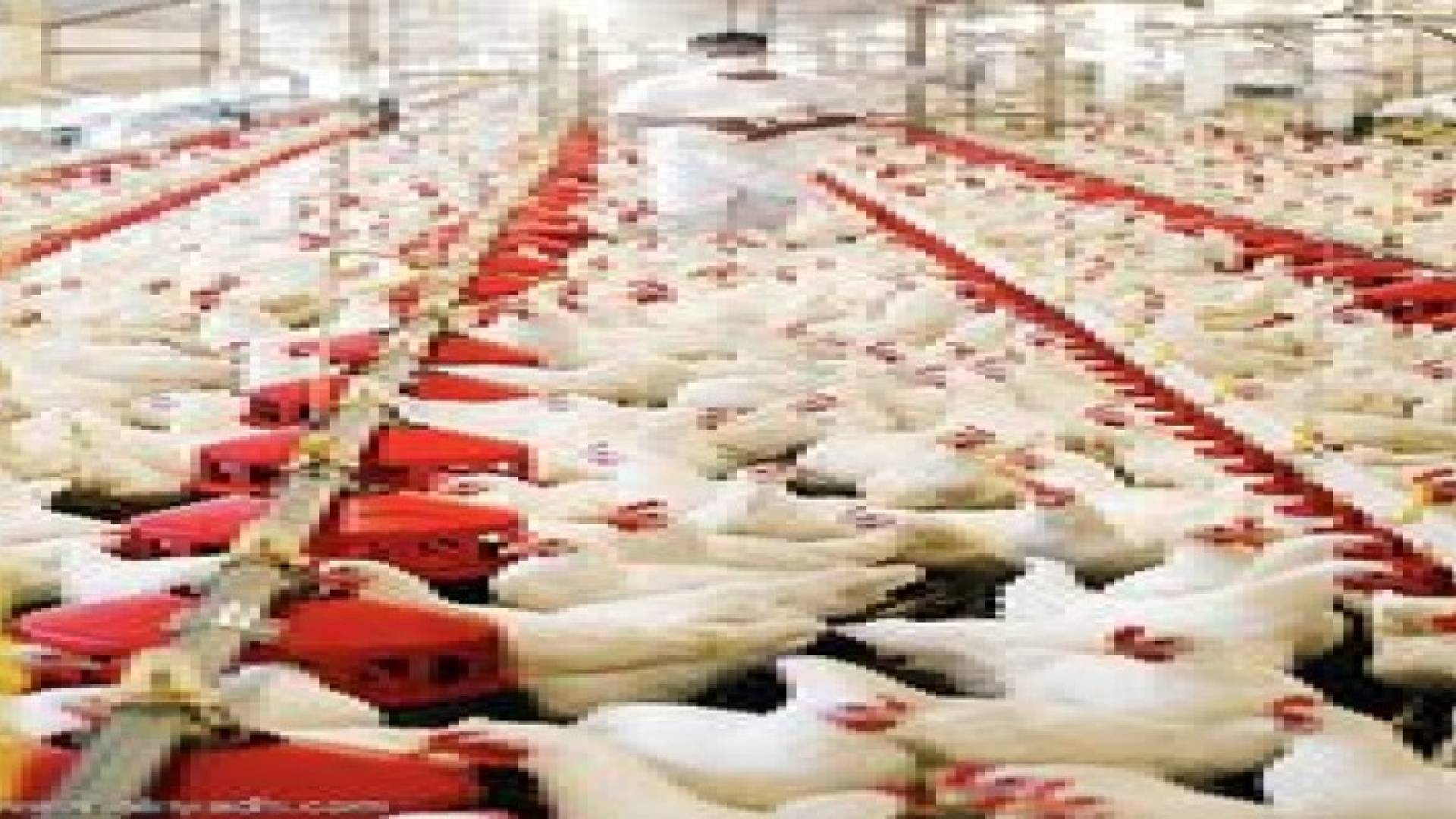 انخفاض سعر الدجاج  5%