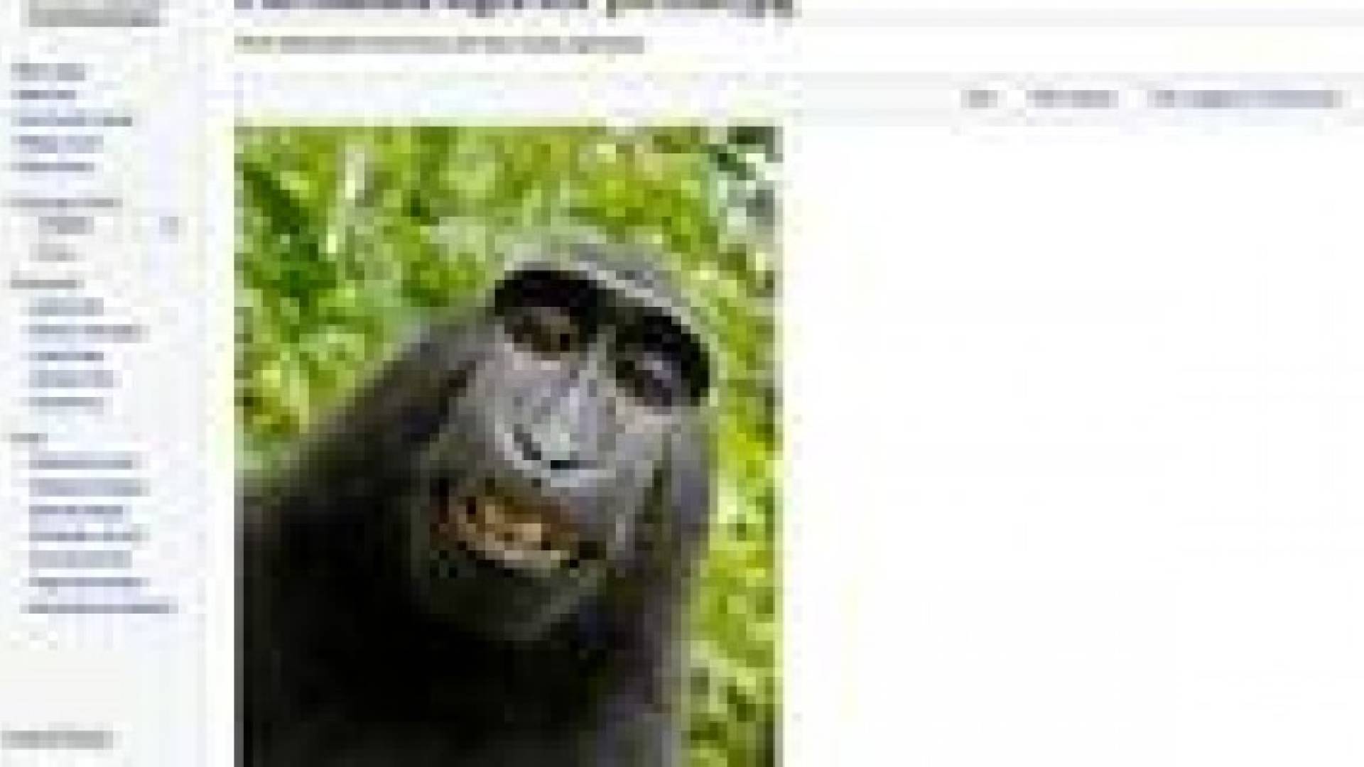 قرد يلتقط صورة "سيلفي" لنفسه