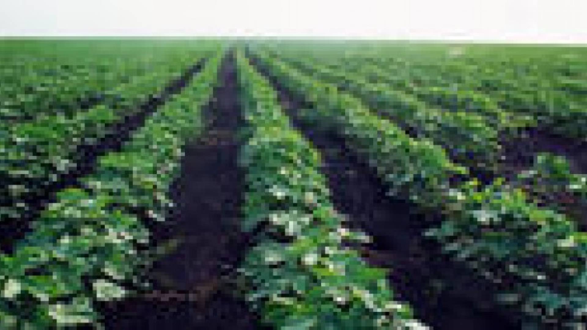 السودان تخصص 168 ألف دونم من أراضيها الزراعية للأردن