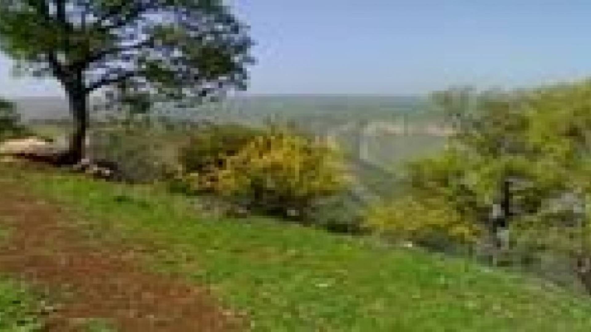 خطط حكومية لتمليك أراض حرجية في وادي الأردن