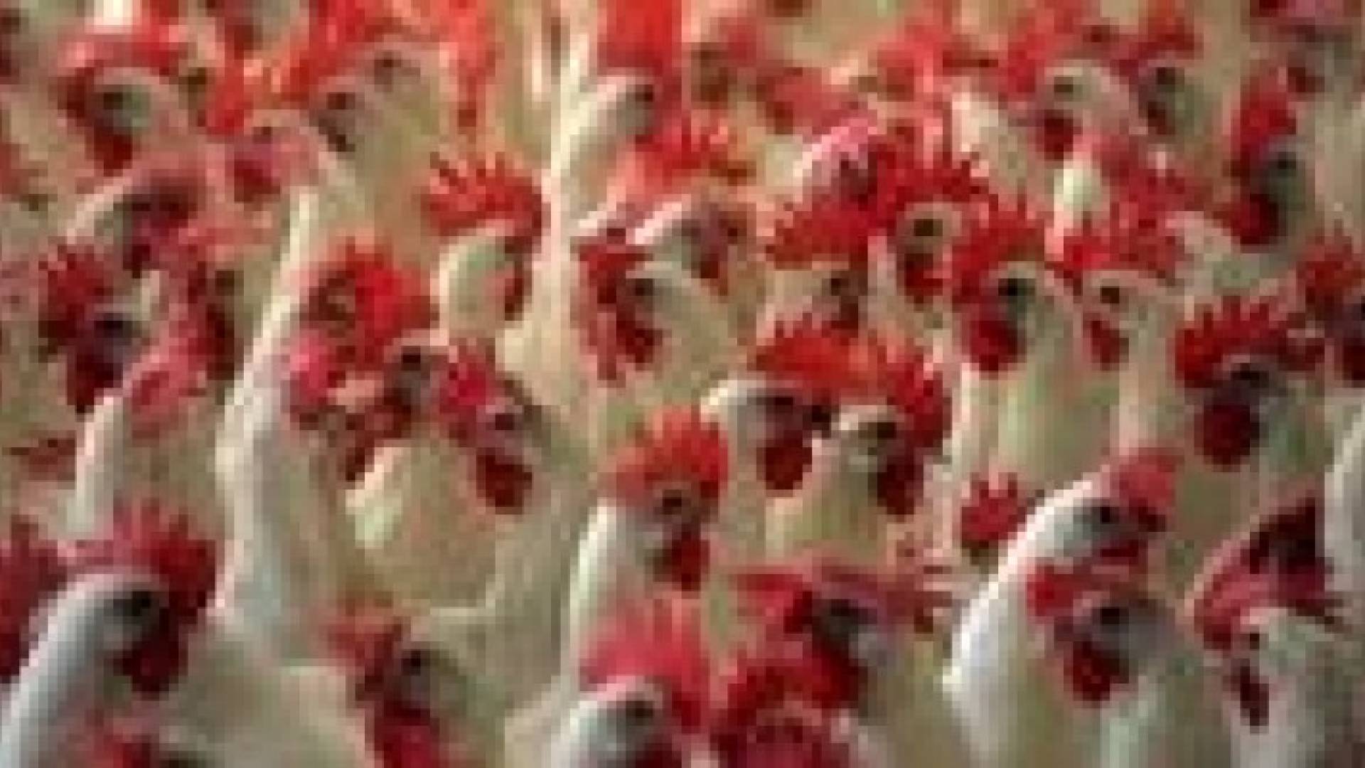 مربو الدواجن : على استعداد لتزويد غزة باحتياجاتها من الدواجن والبيض