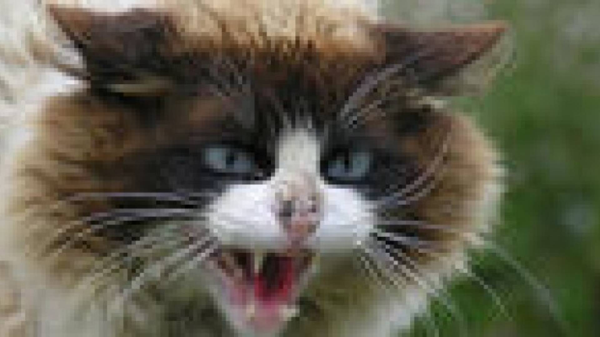 قط  شرس يحاصر أم وابنتها لساعات طوال