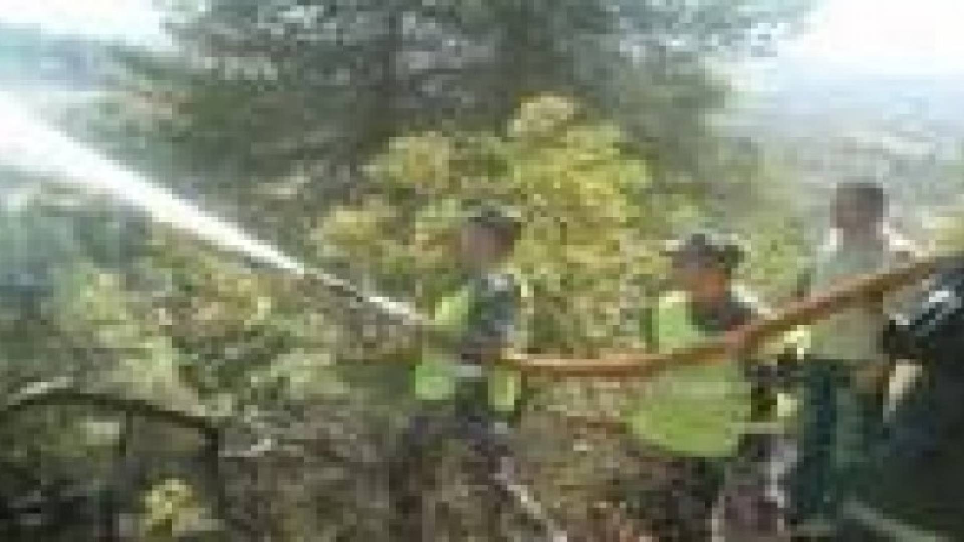 إخماد حريق أشجار حرجية ومثمرة في محافظة البلقاء