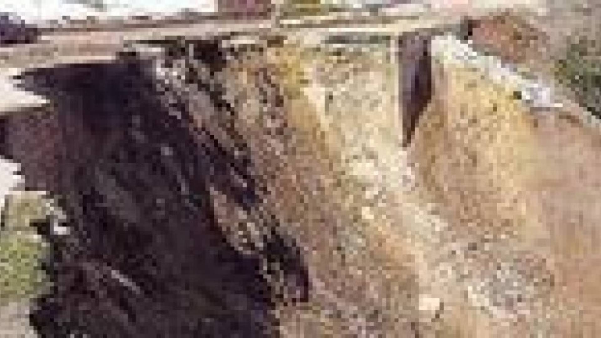 وفاة شخص وإصابة آخر اثر انهيار أتربة عليهما في الزرقاء