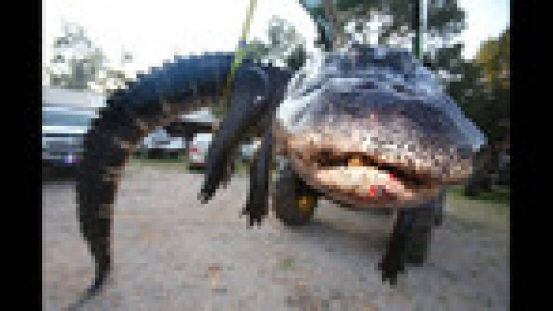 اصطياد تمساح وحش وزنه 445 كيلوغراما .. صور