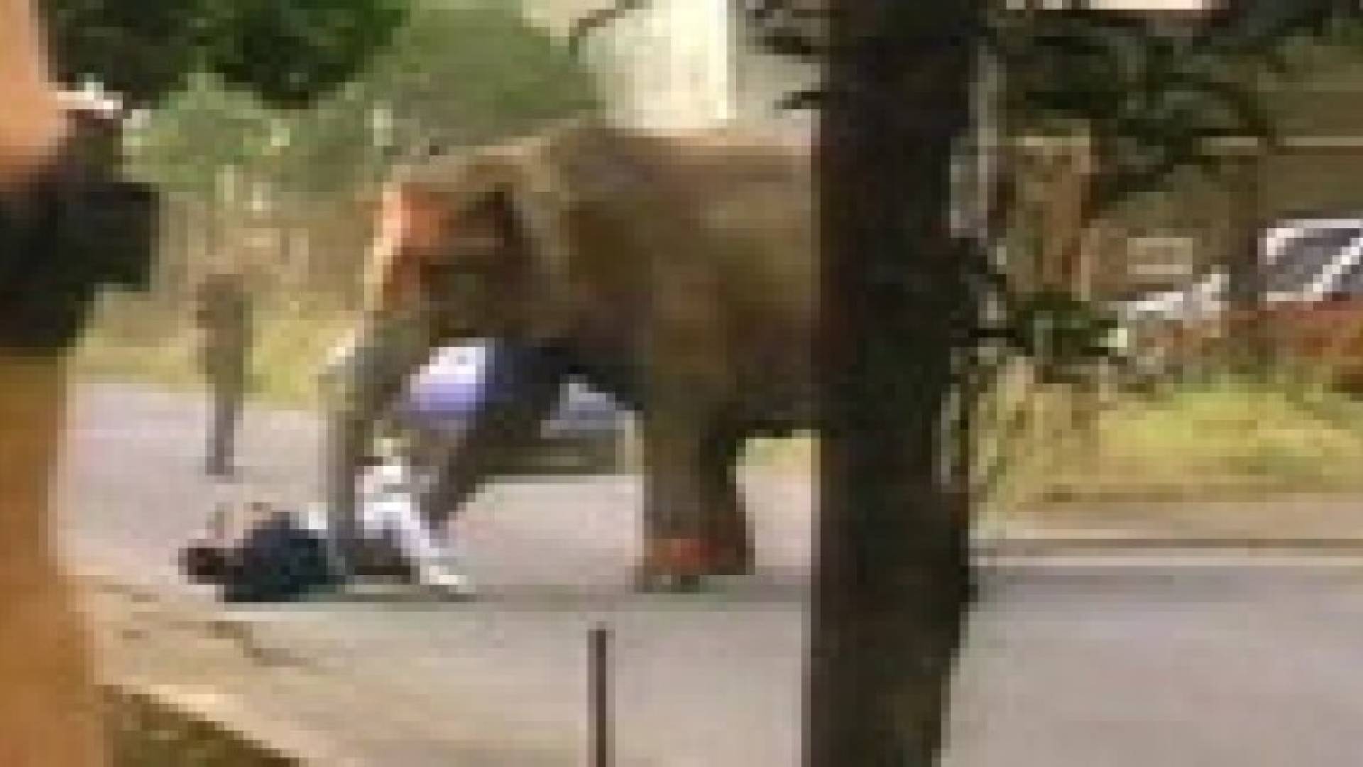 فيل يقتل مدربه في السيرك لشدة قسوته .. فيديو