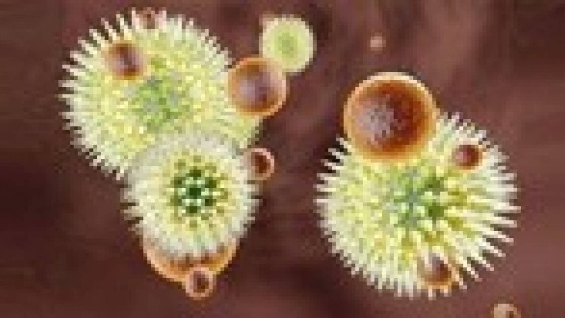 أسئلة وأجوبة حول وباء الإيبولا العالمي