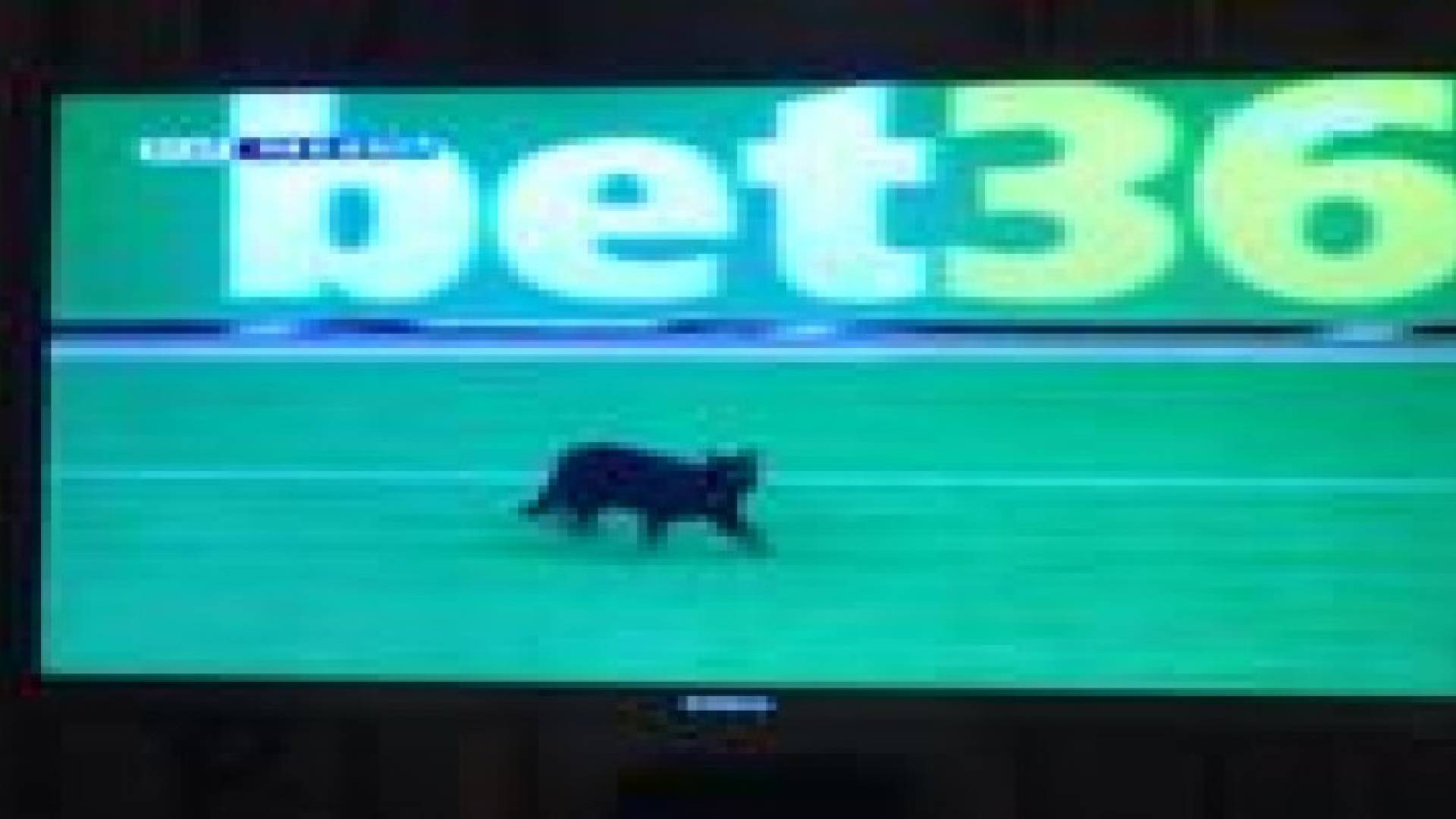 قط أسود يقاطع مباراة برشلونة والتشي .. صور وفيديو